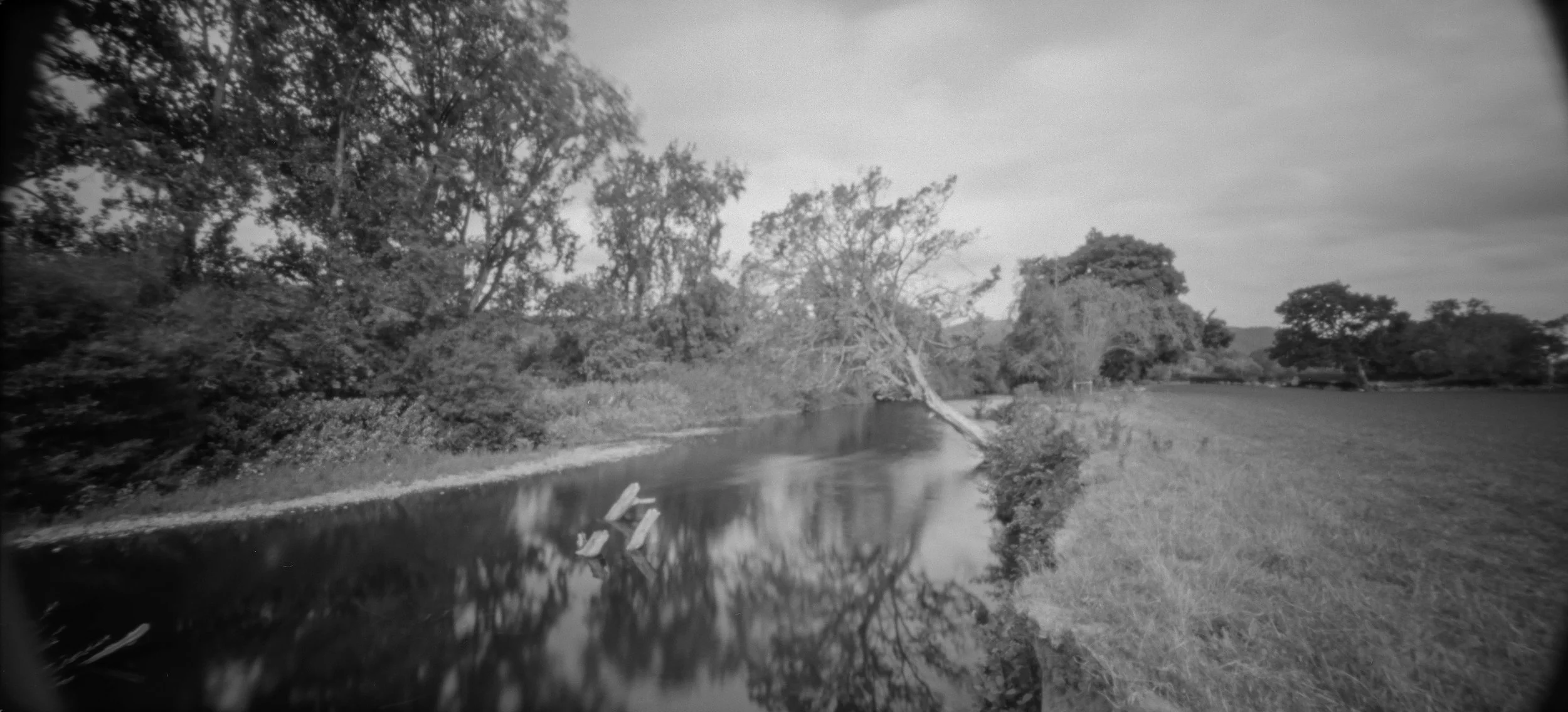 Vyrnwy_Tree.jpg