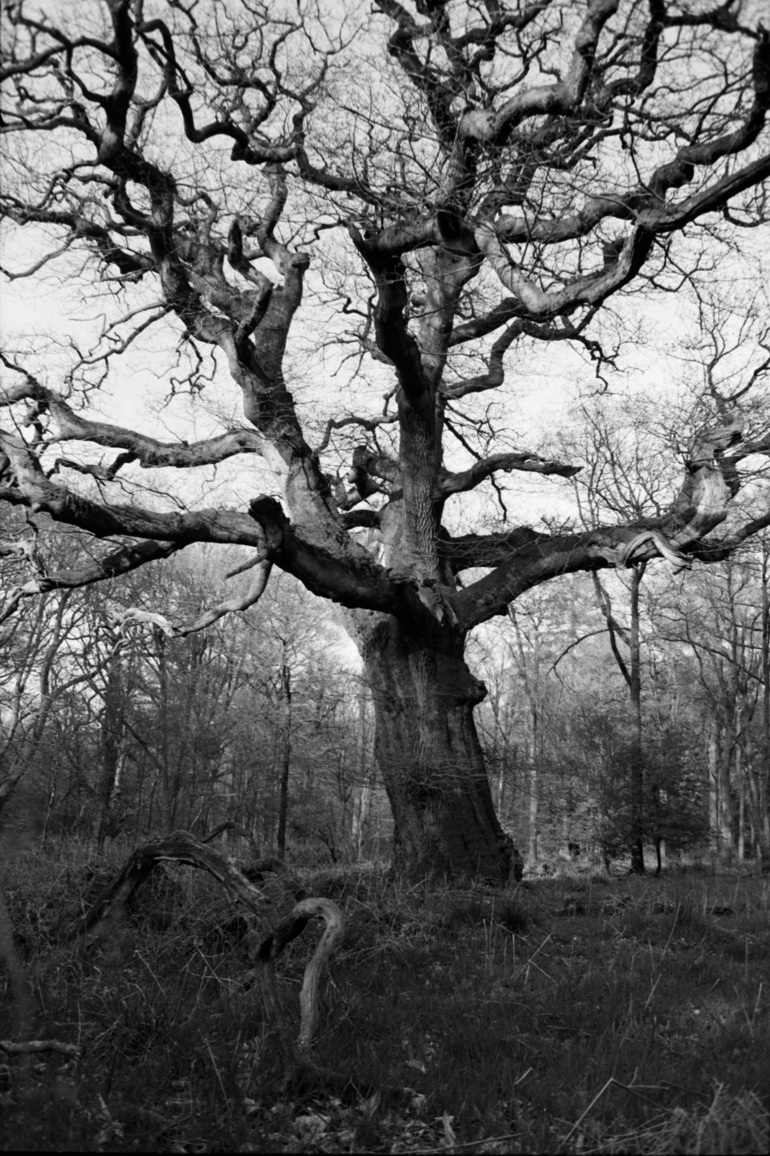 Savarnake tree2.jpg