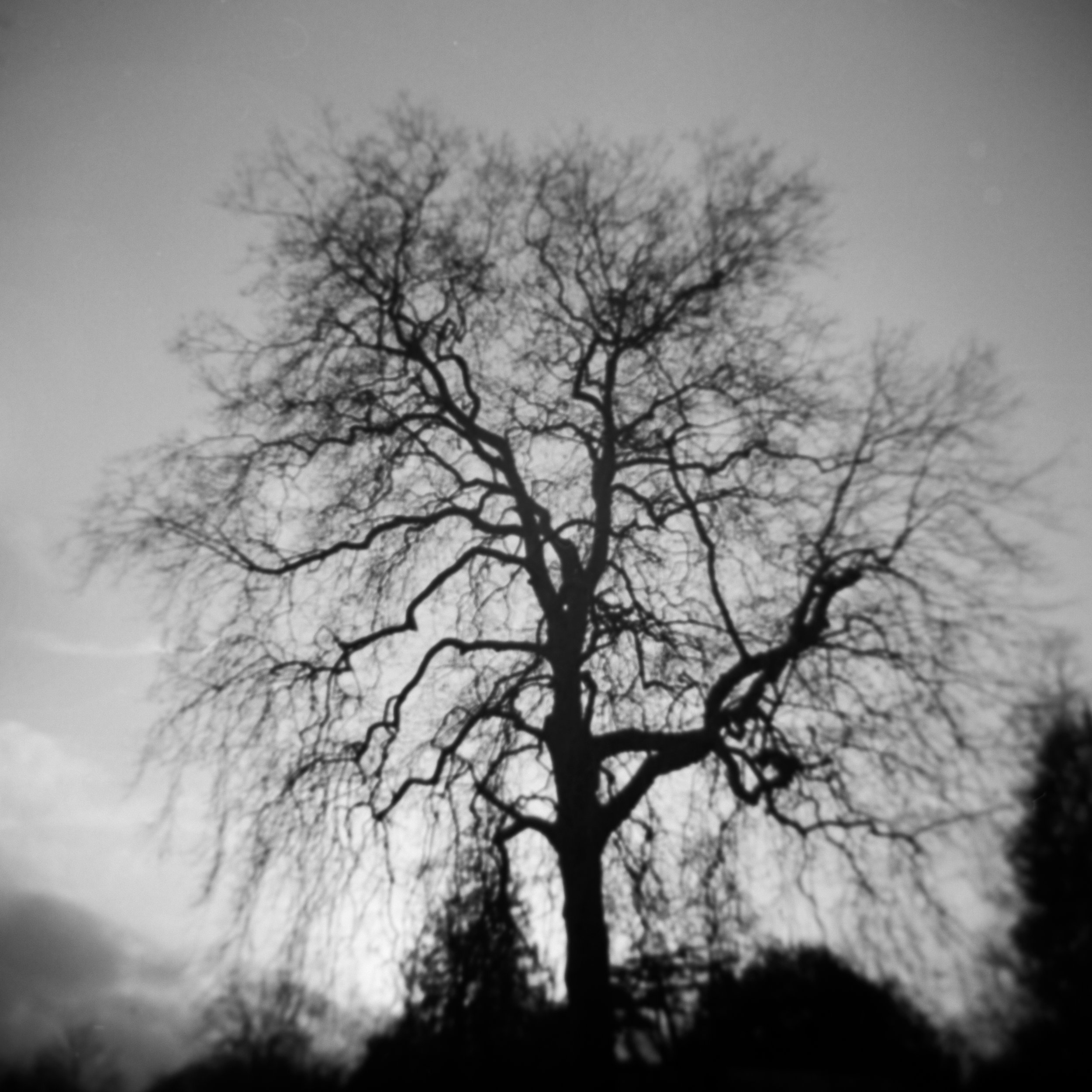 Tree_stitched2.jpg
