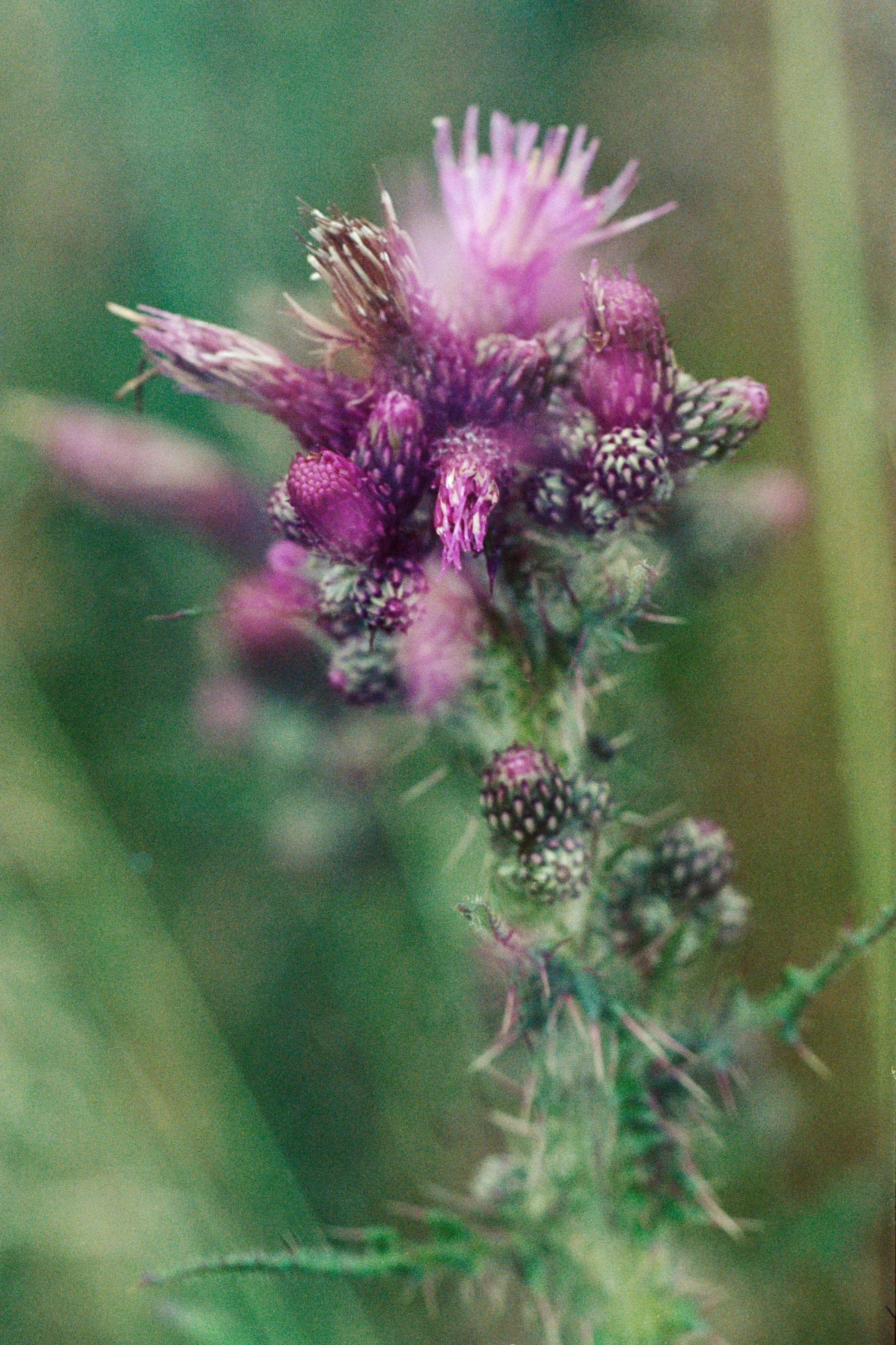 _1090018.RW2.jpg