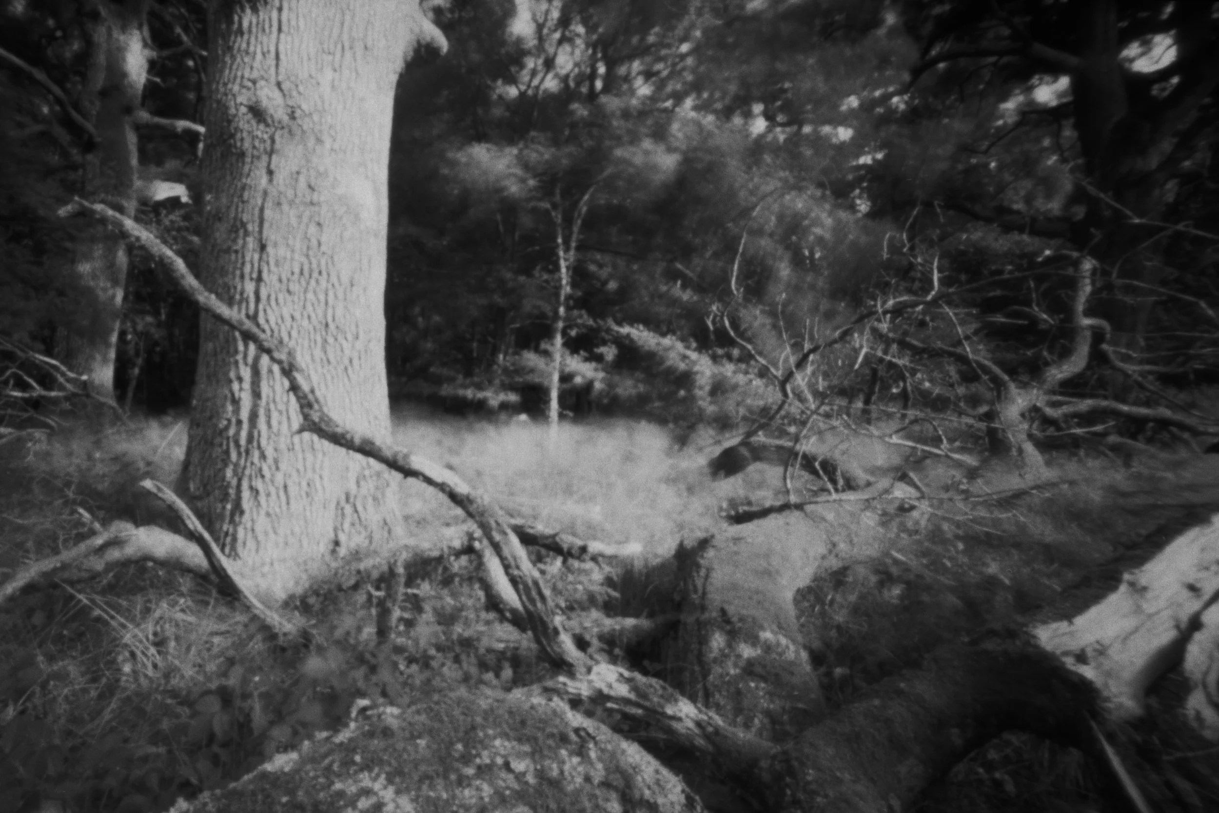 Savernake.jpg