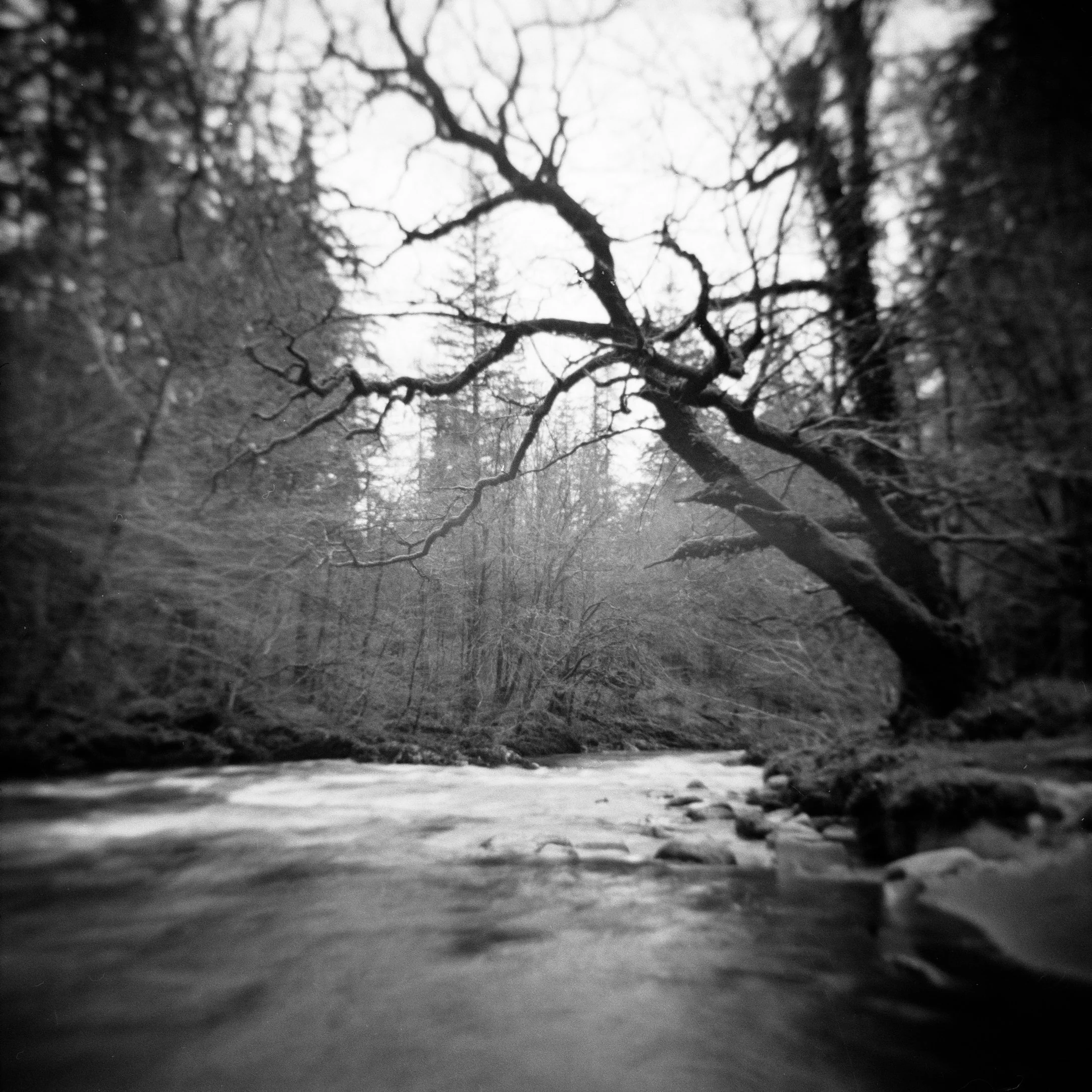 CoedYDinas_Holga.jpg