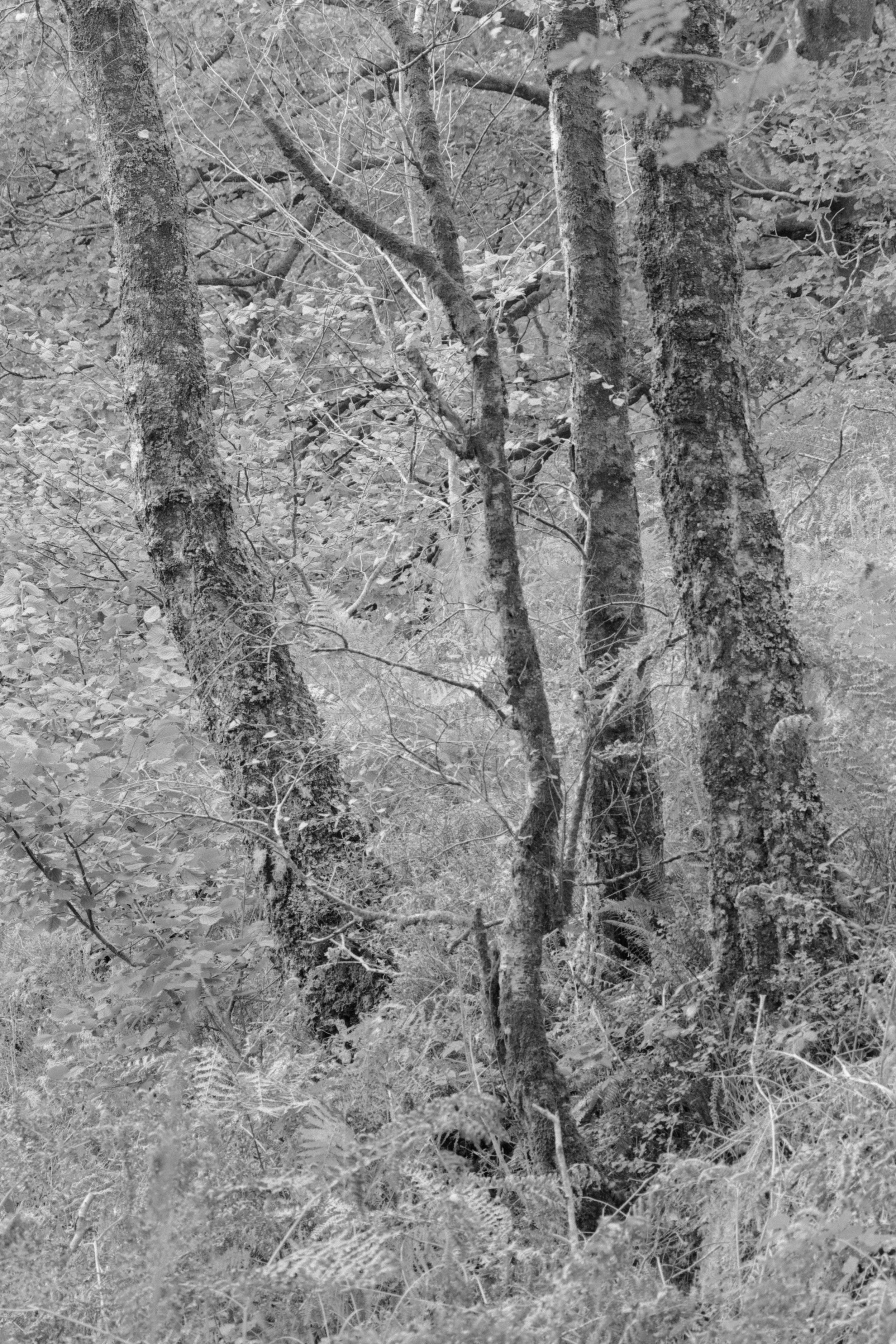 _1090520.jpg