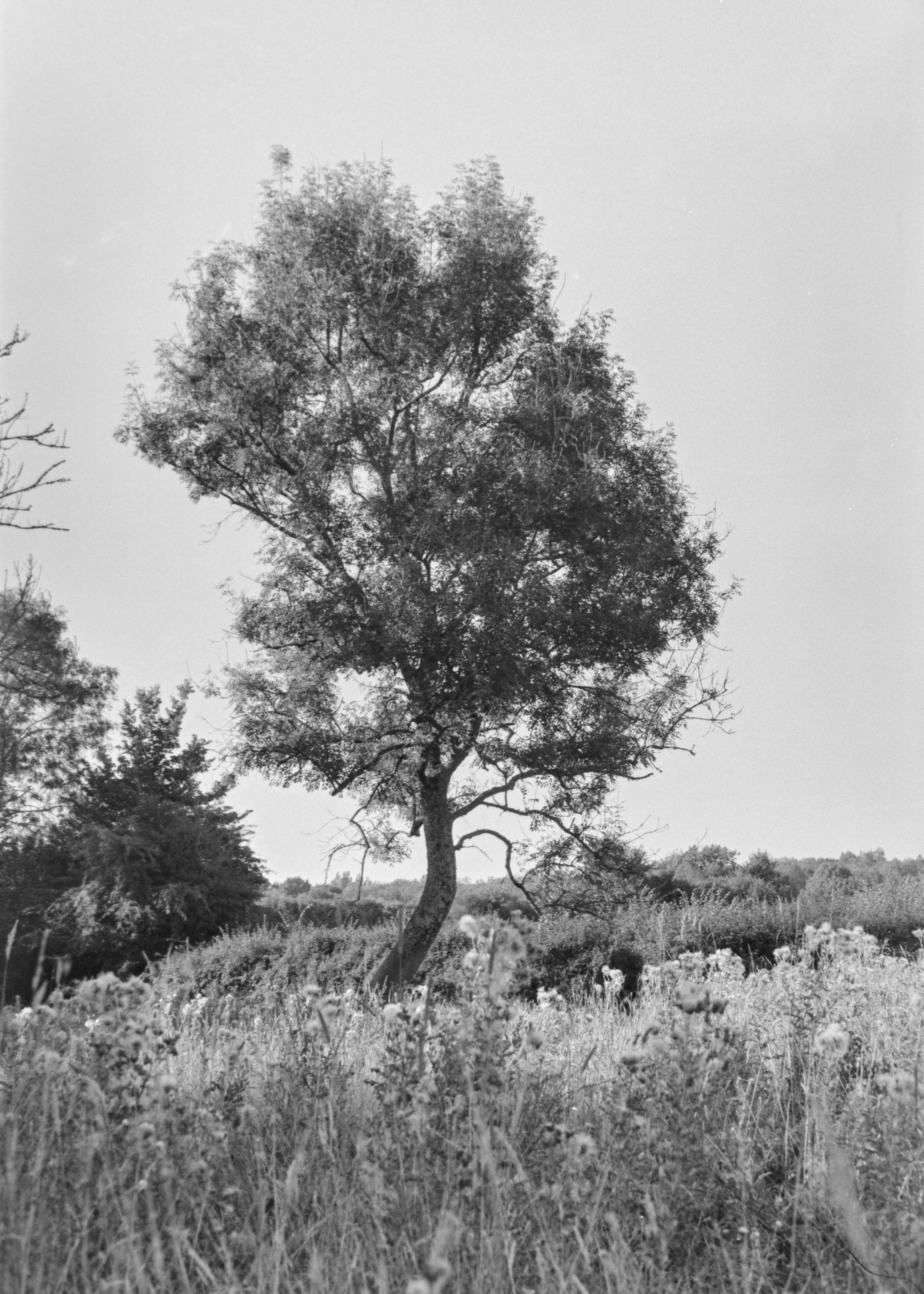 P1070973-HDR.jpg