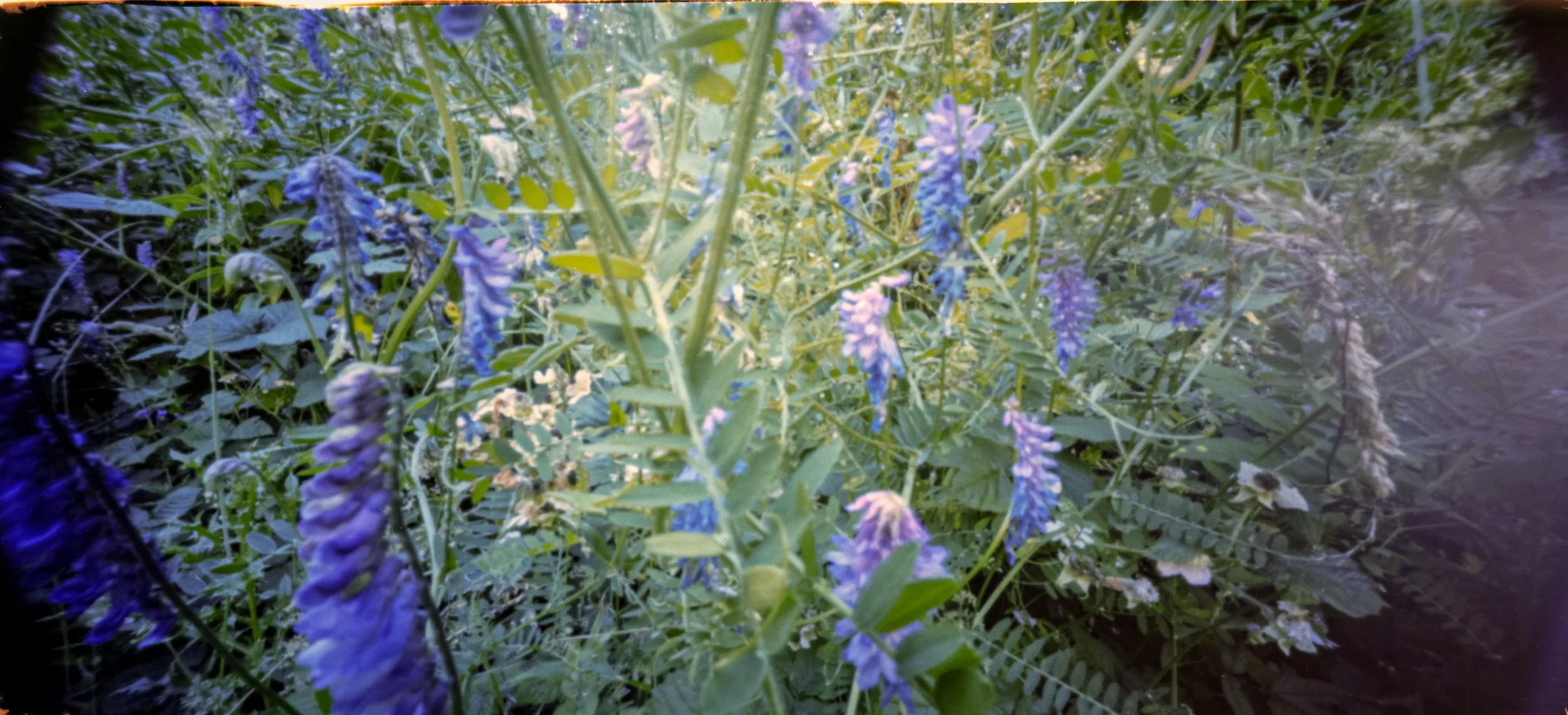 Portra160_4_48Bit_g2p0010.jpg
