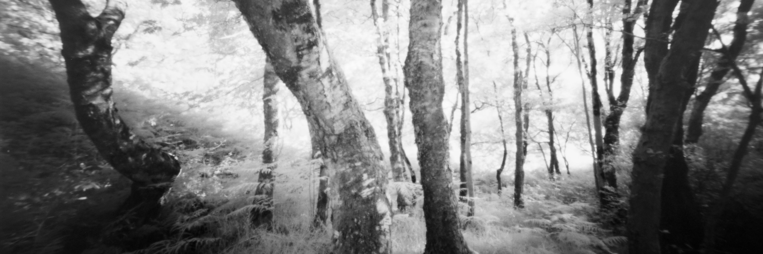 Untitled_Panorama-1b.jpg