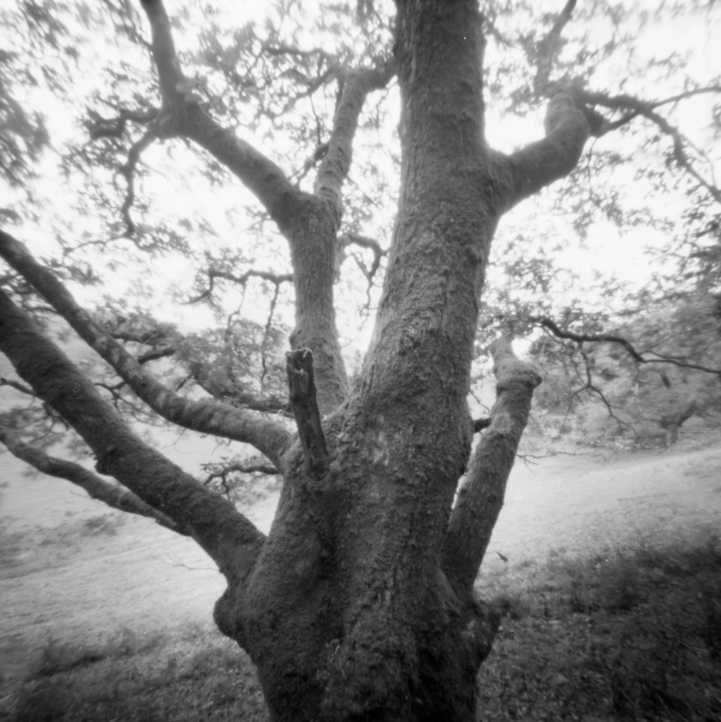 oak_Tecwyn_2.jpg