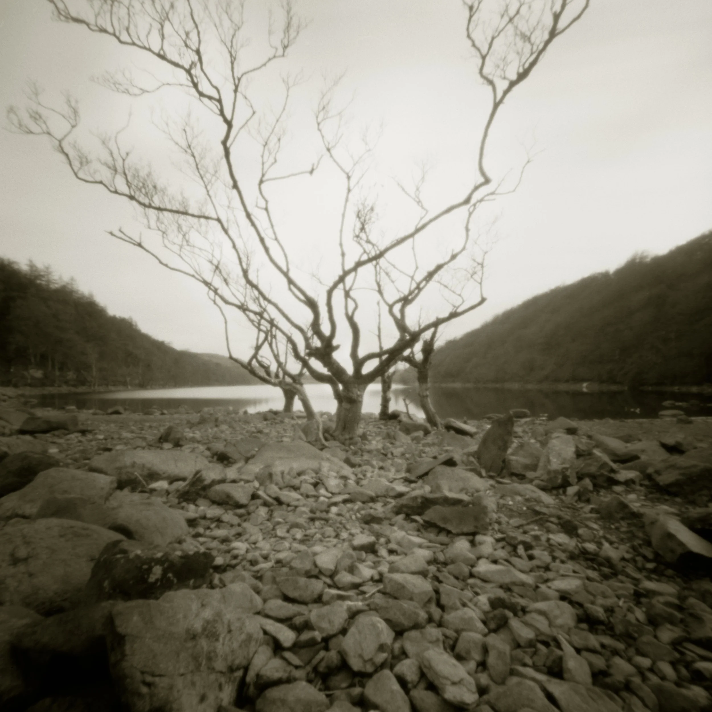 _treeNannau_Lake3.jpg