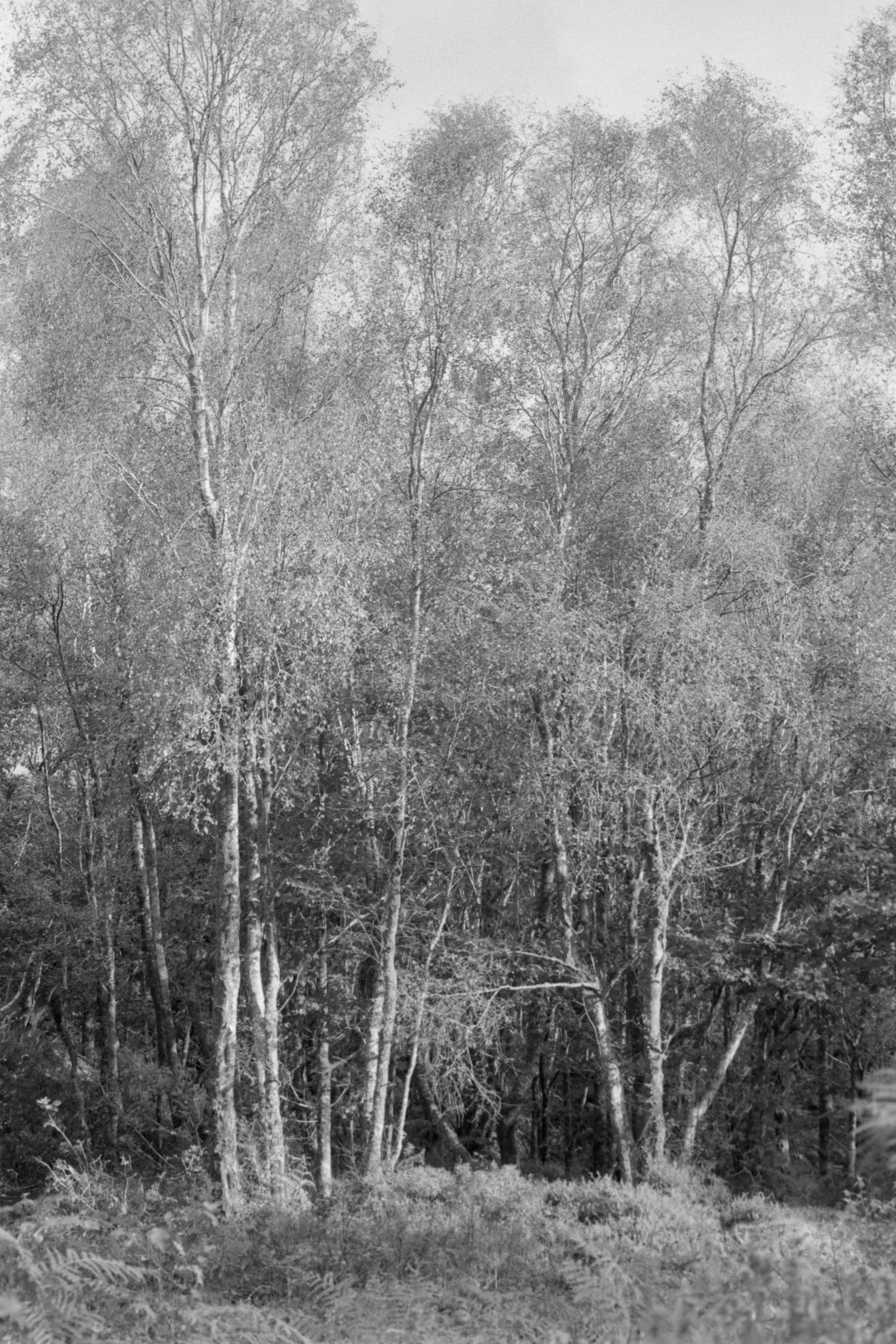 _1090667.jpg