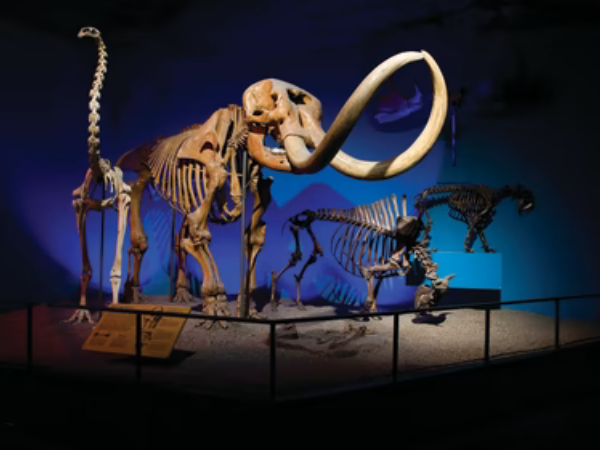 Milwaukee Public Museum