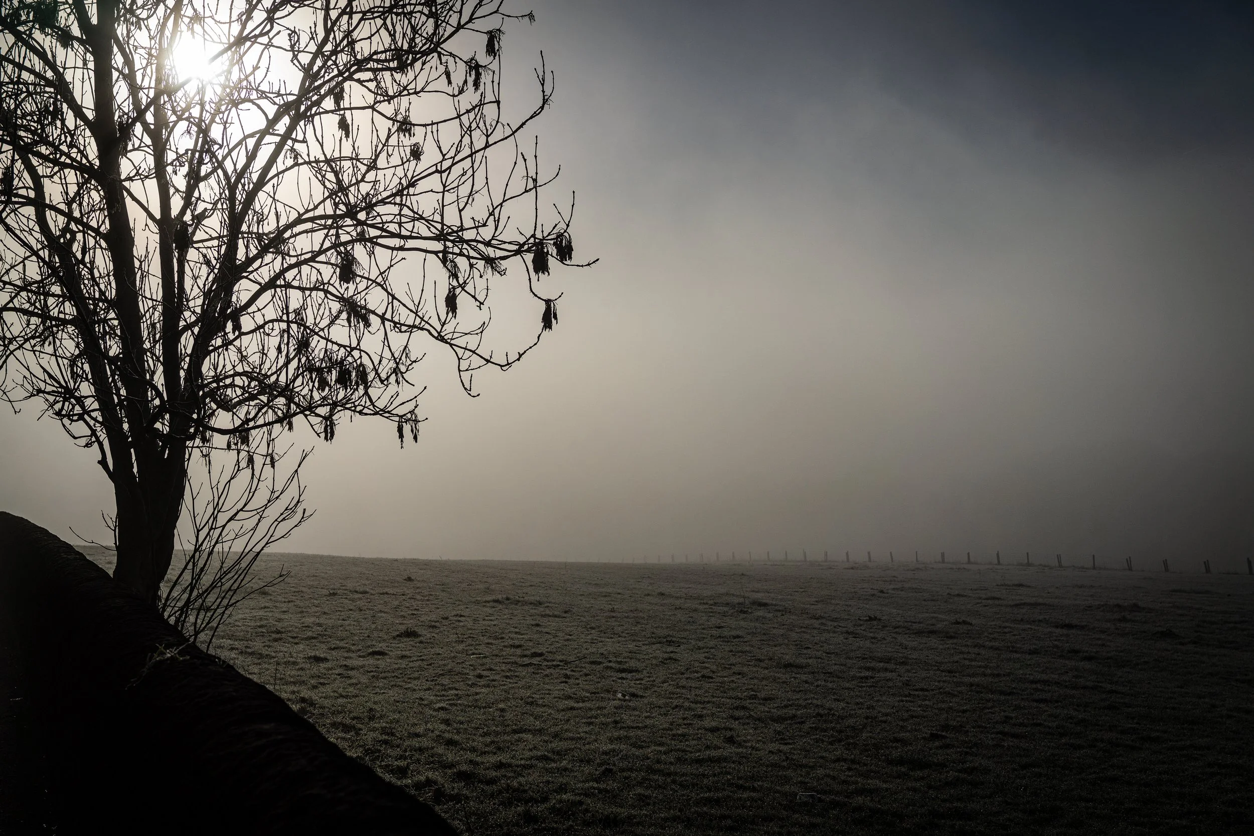 A leafless tree standing beside a fence in a foggy or misty field during daylight, with the sun partially obscured by the tree branches.