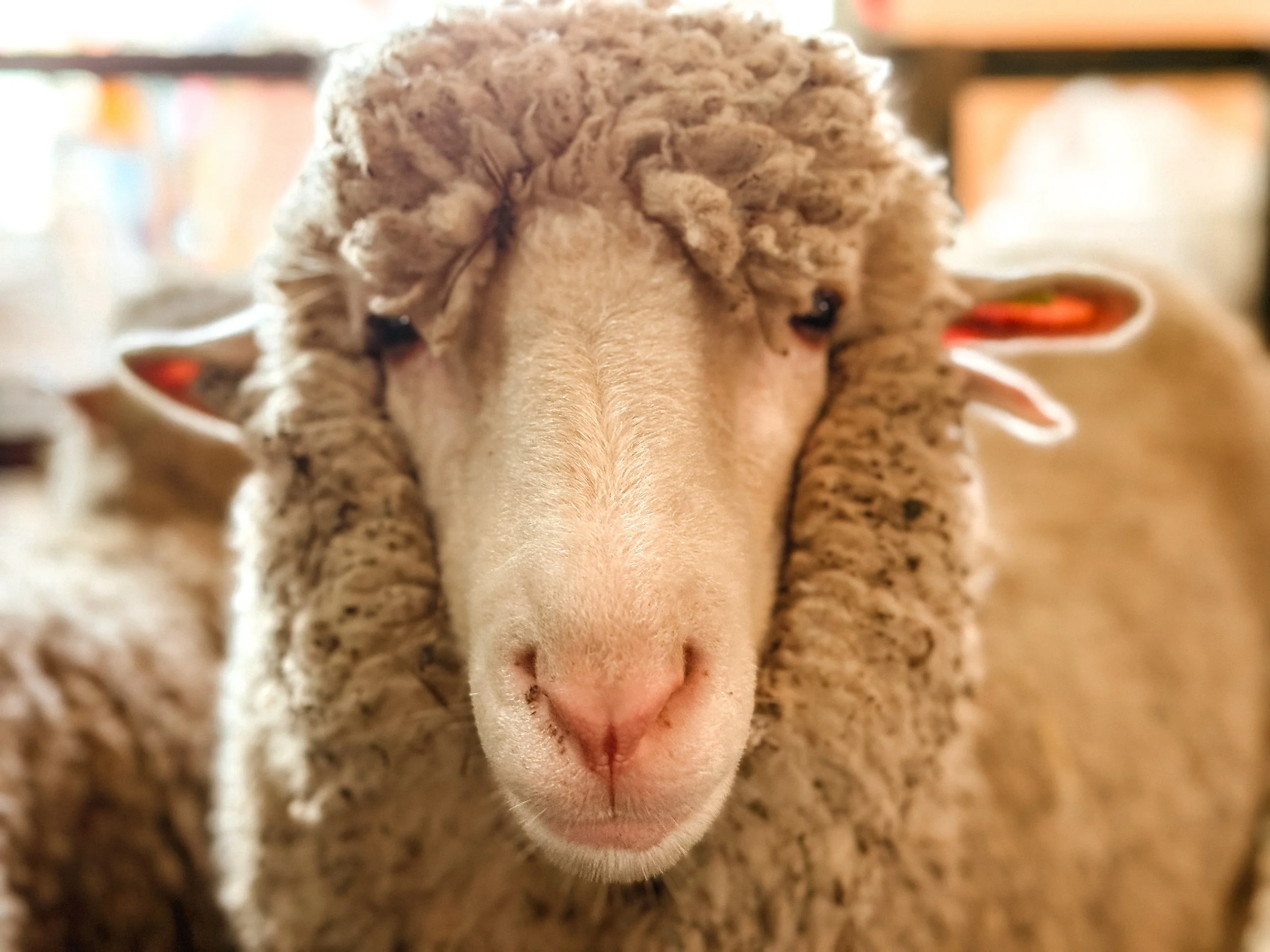 Sheep