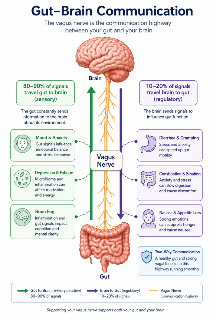 Gut-brain communication diagram showing the vagus nerve carrying 80 to 90 percent sensory signals from gut to brain and 10 to 20 percent regulatory signals from brain to gut, linked to mood, anxiety, digestion, and fatigue