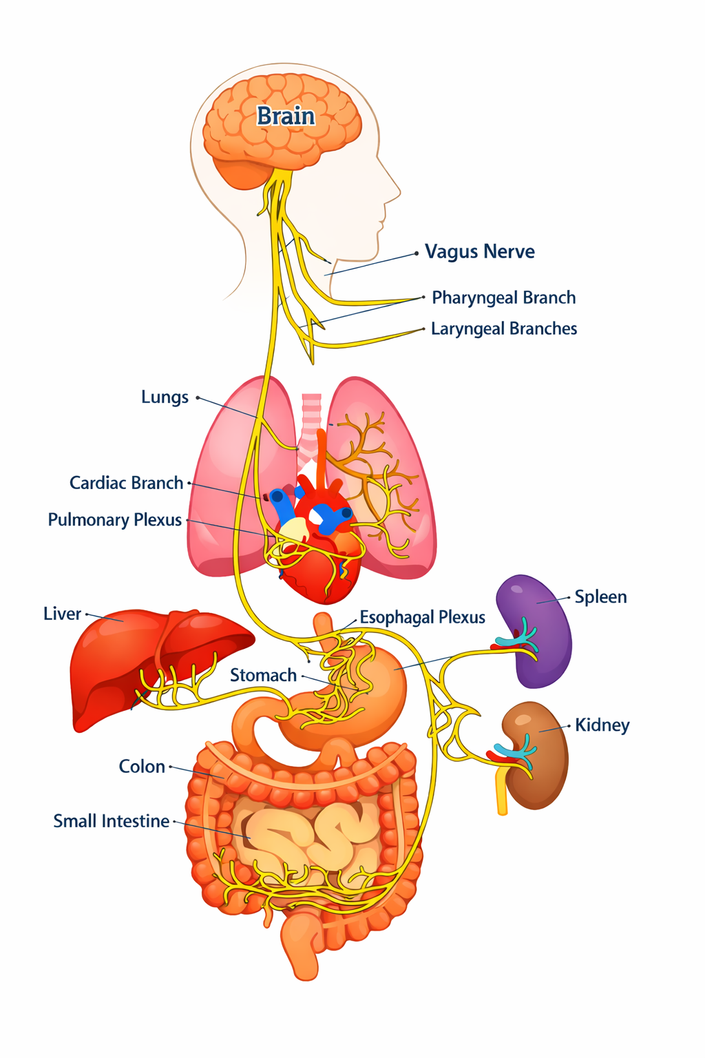 Anatomical illustration of the vagus nerve extending from the brain through the body, showing its connections to the lungs, heart, stomach, liver, spleen, kidneys, and other organs.