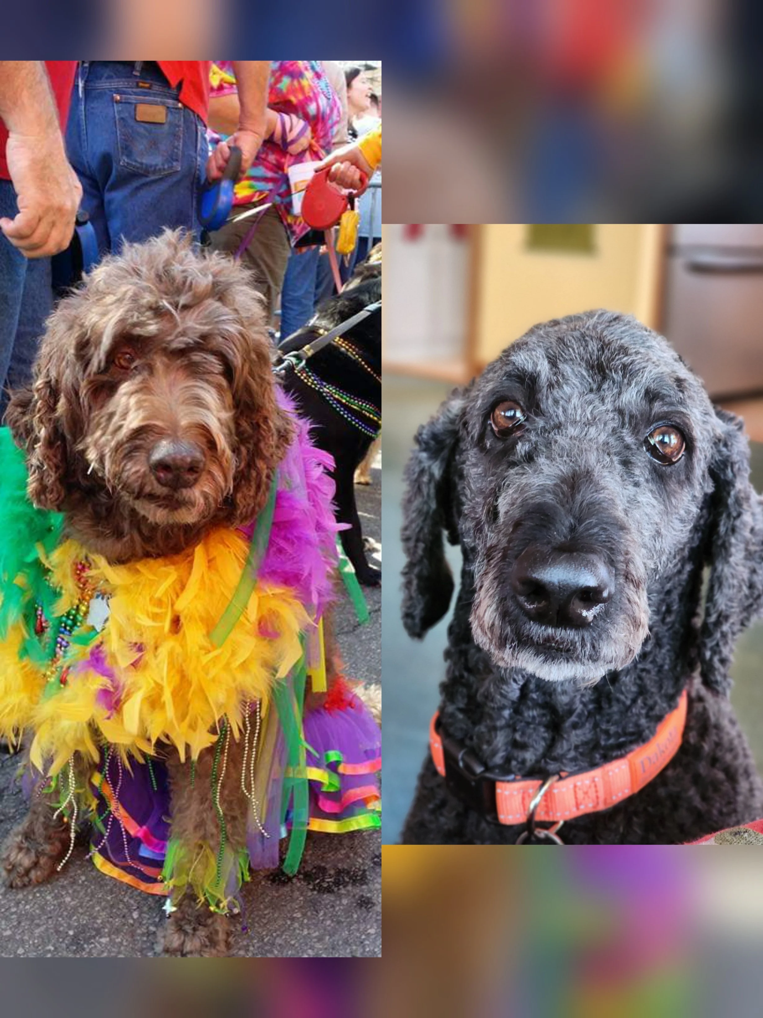 Origin Story - Emily in the Elevator: Rufus, the adorable Labradoodle