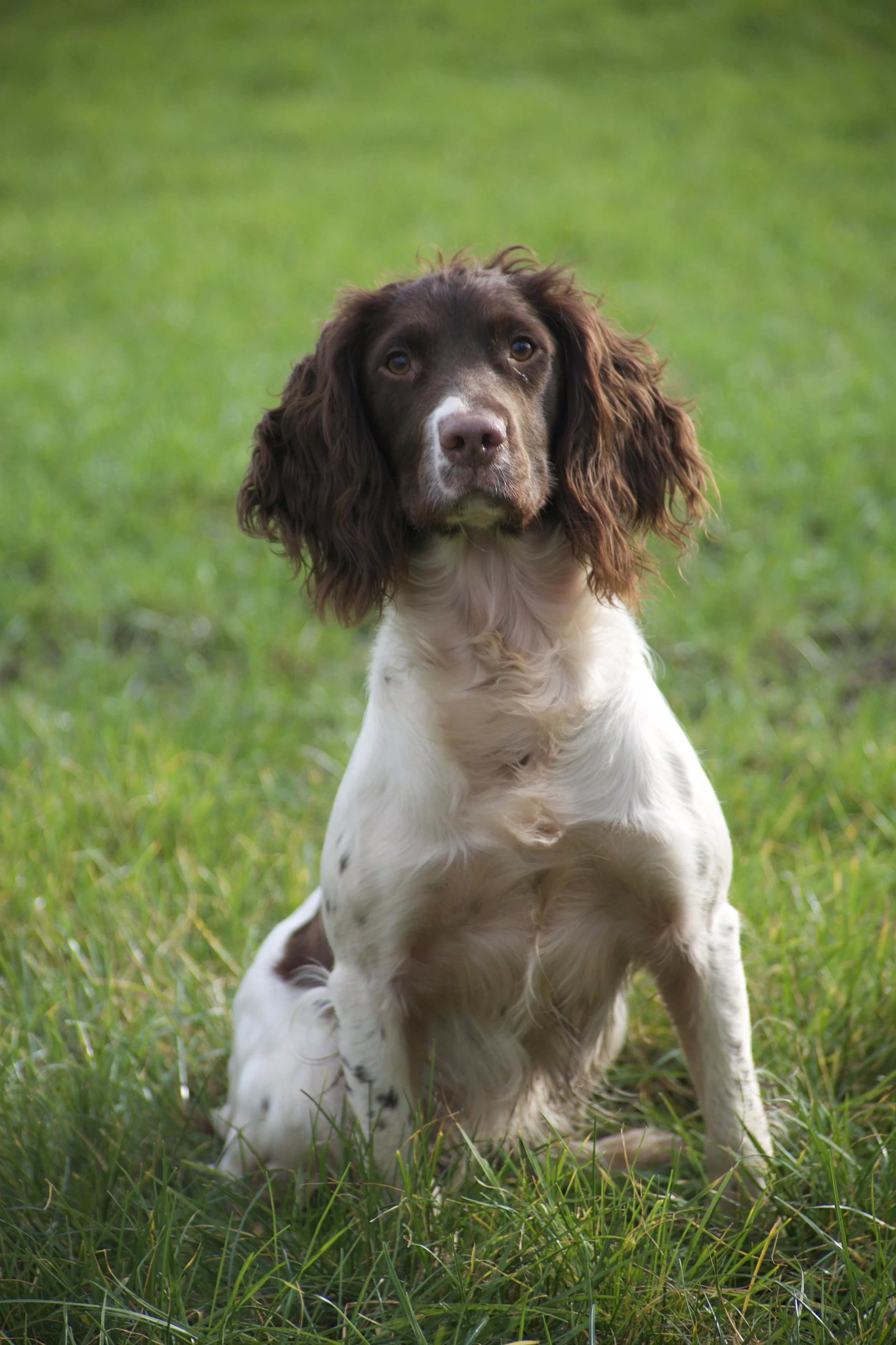 A young dog with brown and white fur sitting in green grass, looking directly at the camera.