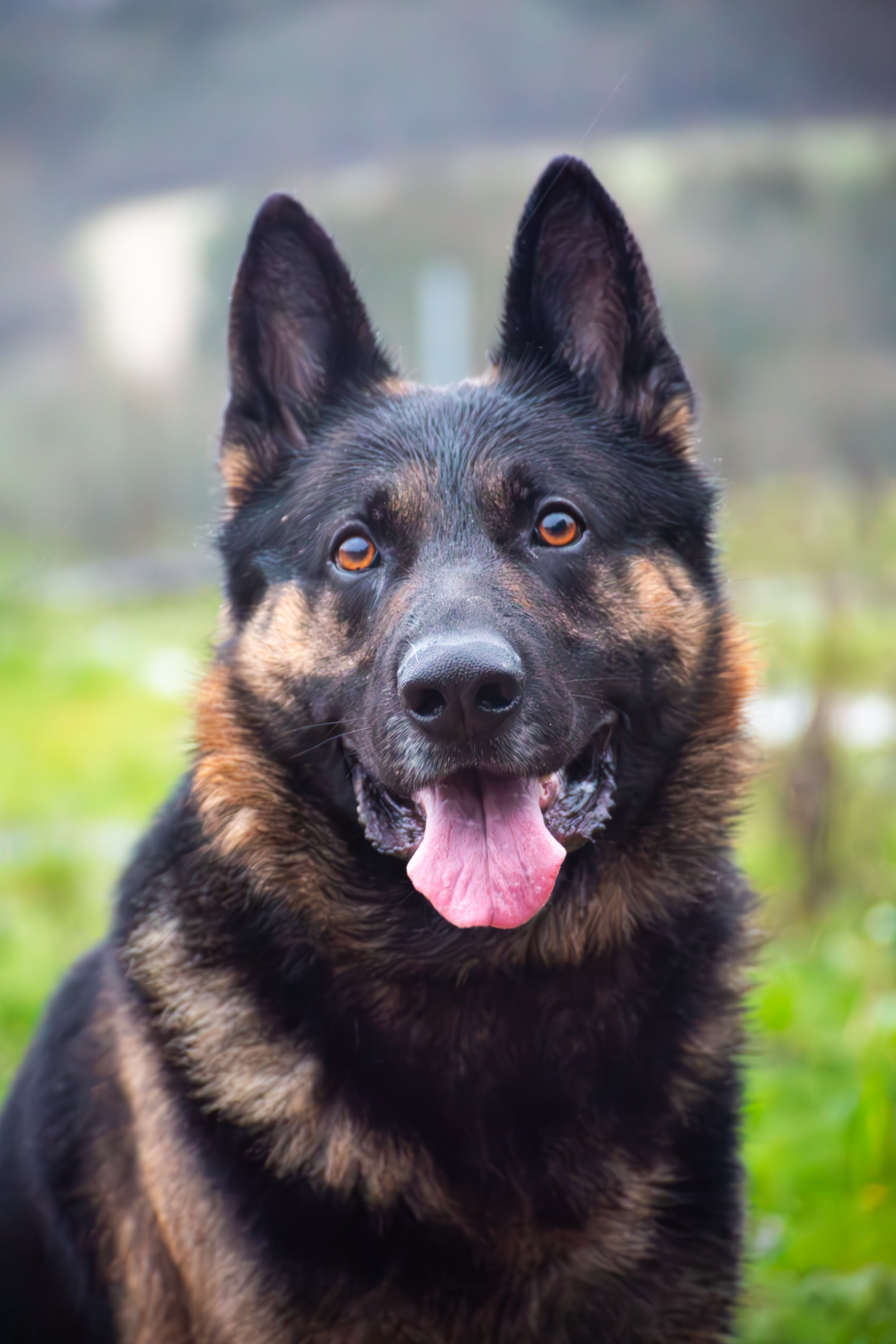 A close-up of a black and tan German Shepherd dog with pointy ears, orange eyes, tongue out, and a blurred outdoor background.