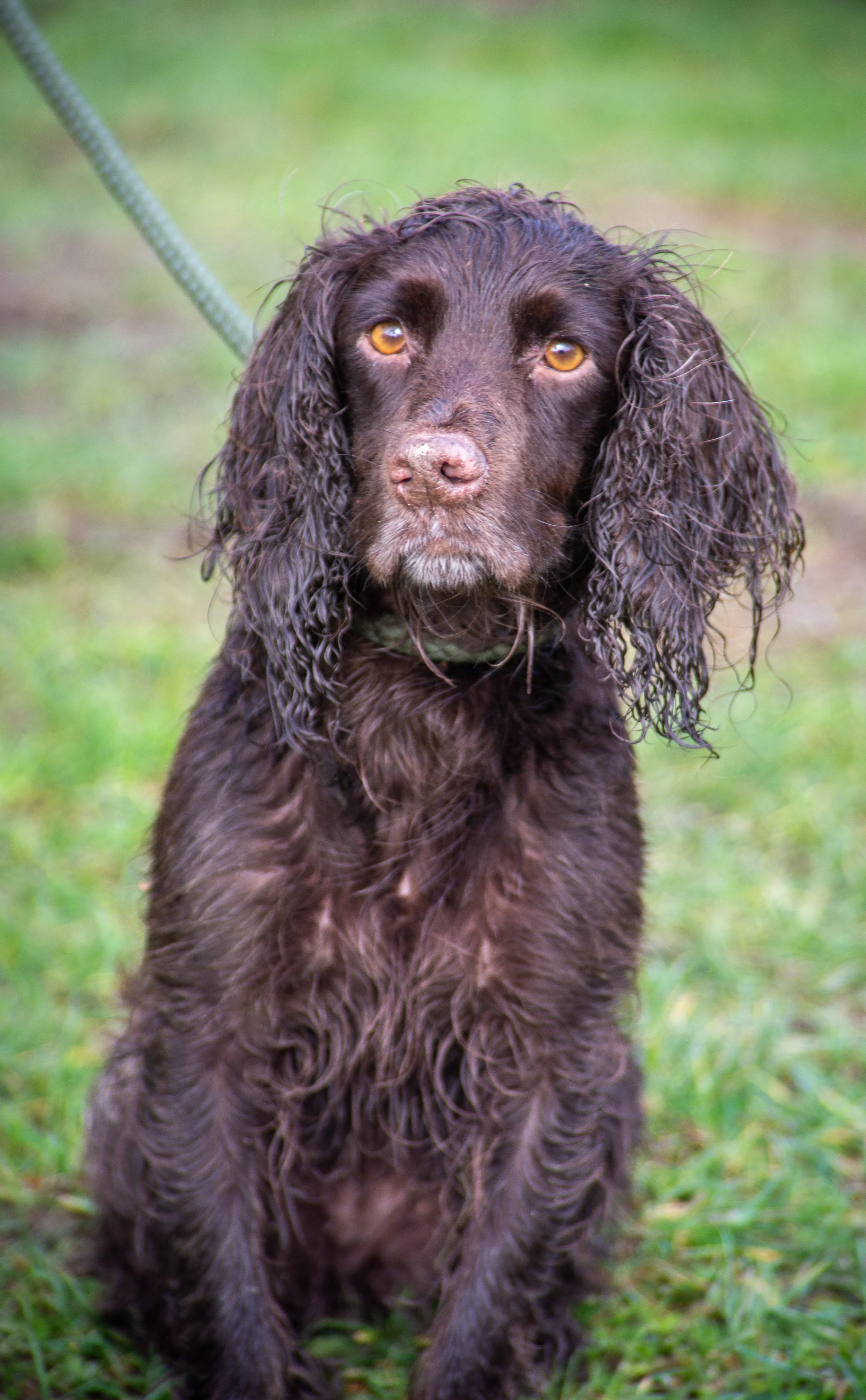 A wet, brown, curly-coated dog sitting on green grass during daytime.