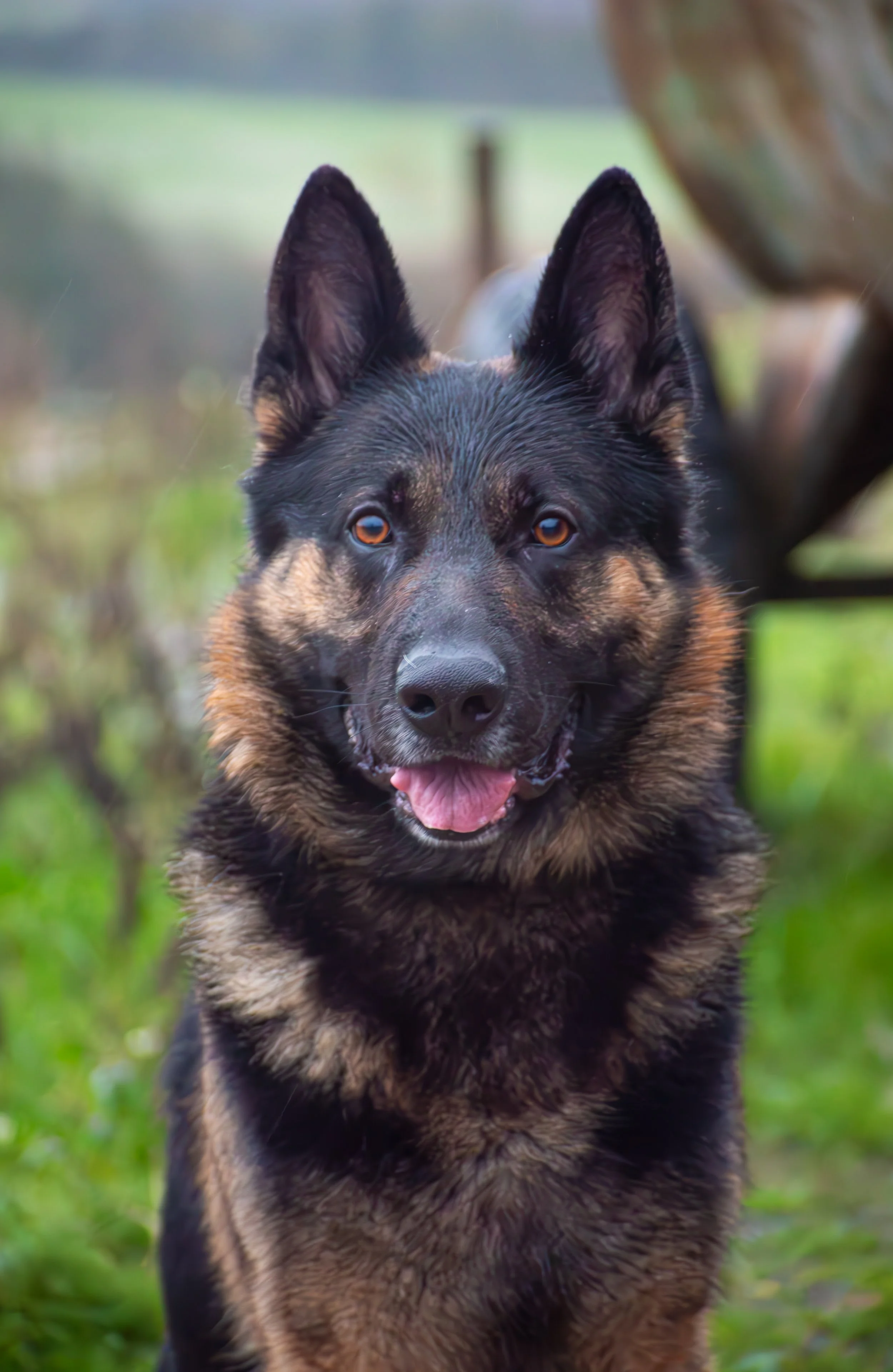 A German Shepherd dog looking directly at the camera outdoors in a grassy area.