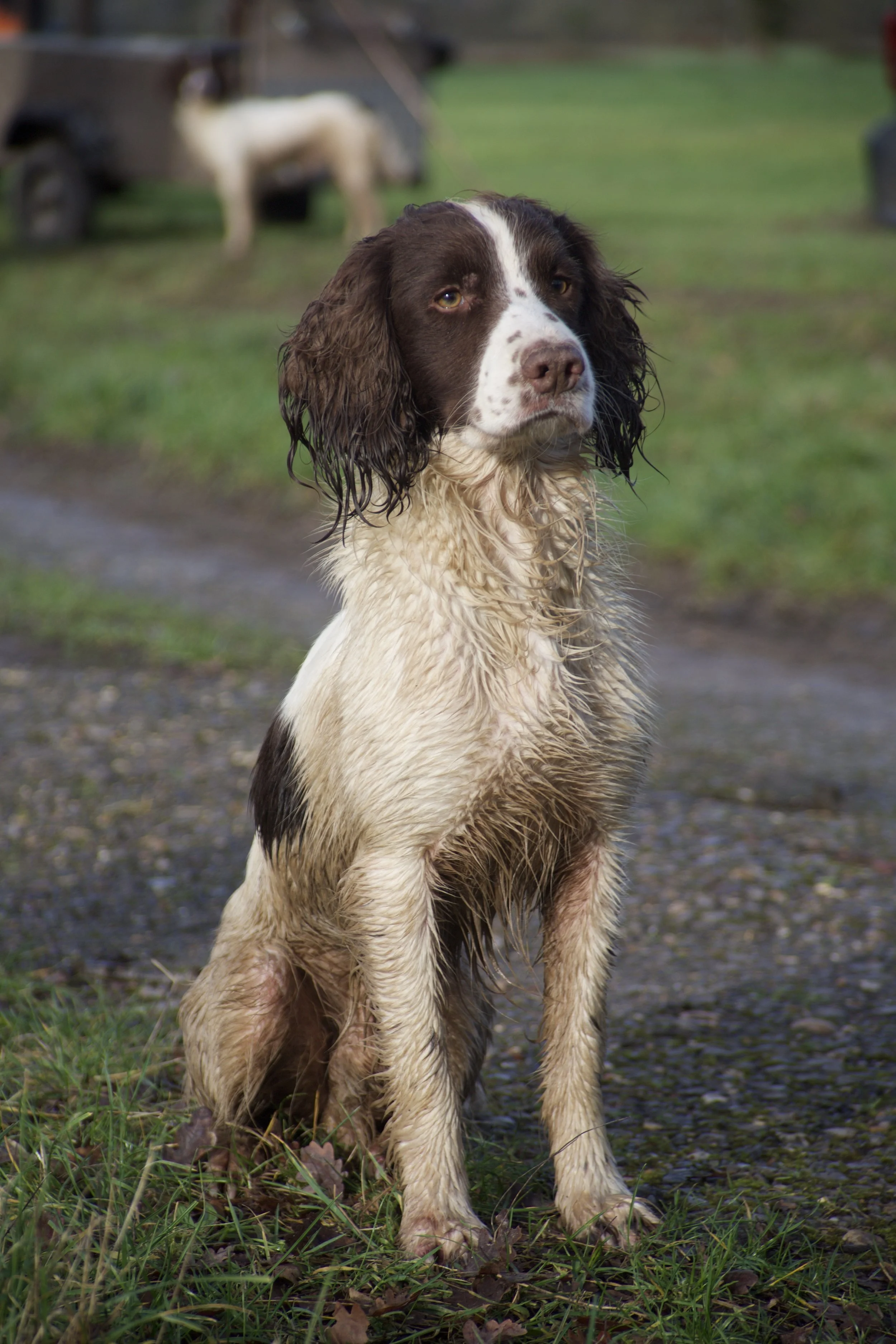 Wet brown and white dog, likely an English Springer Spaniel, sitting outdoors on grass and mud, with another dog and a trailer in the background.