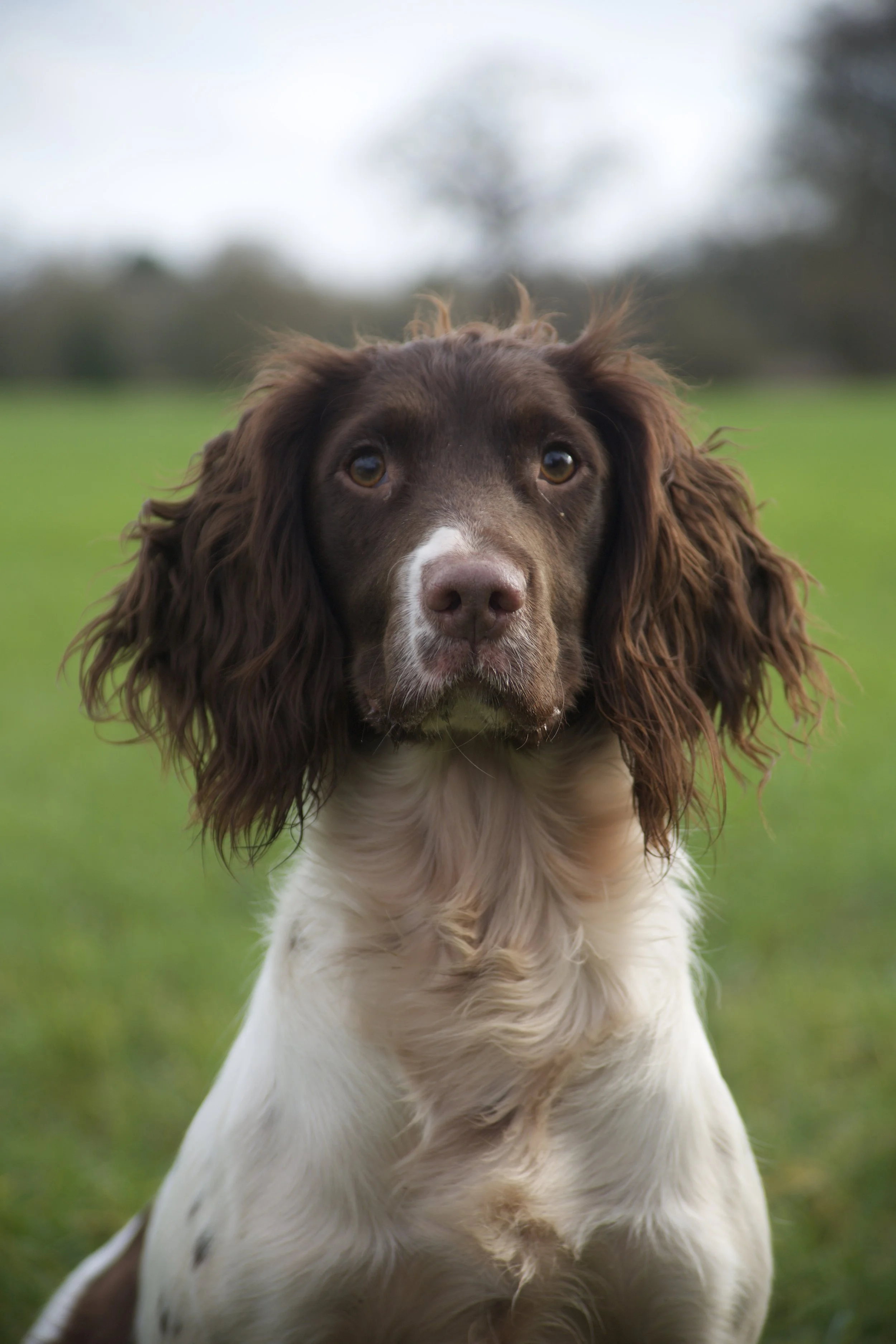 Close-up of a brown and white English Springer Spaniel dog outdoors on green grass, with a blurred background and overcast sky.