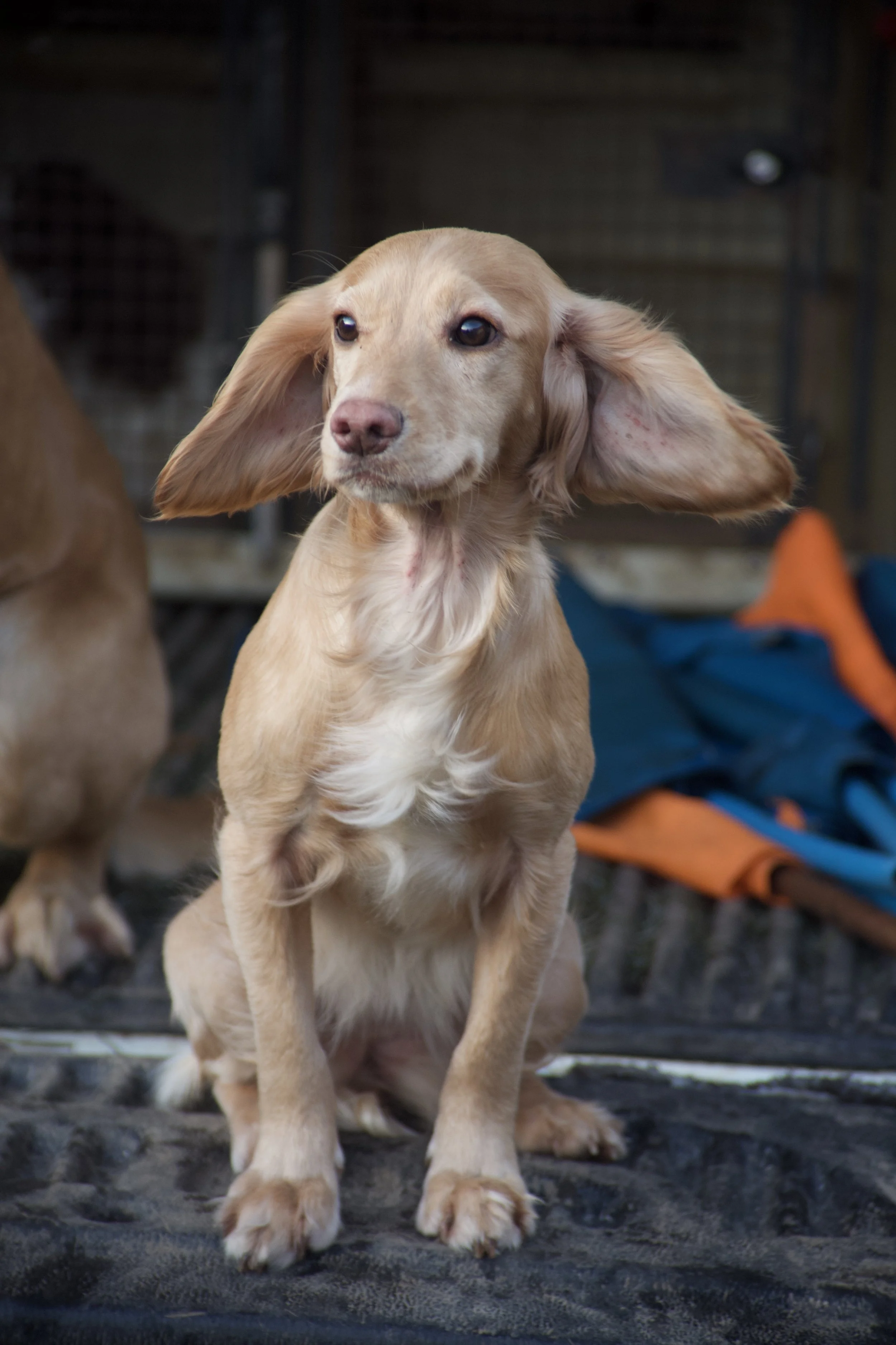 A young, light-colored puppy with long ears sitting on a textured surface in a dimly lit setting.