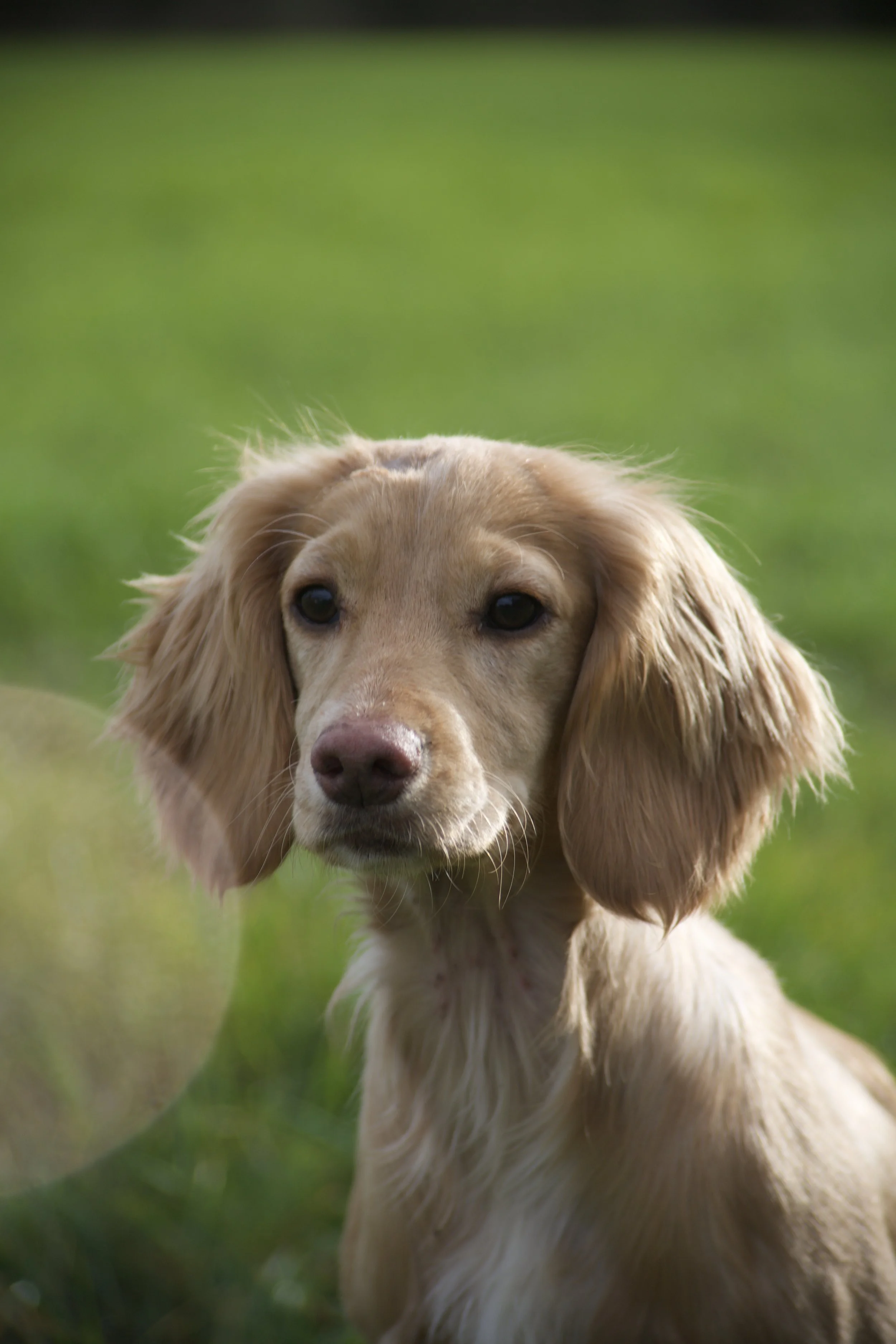 A tan-colored dog with long ears and brown eyes outdoors on a grassy field.