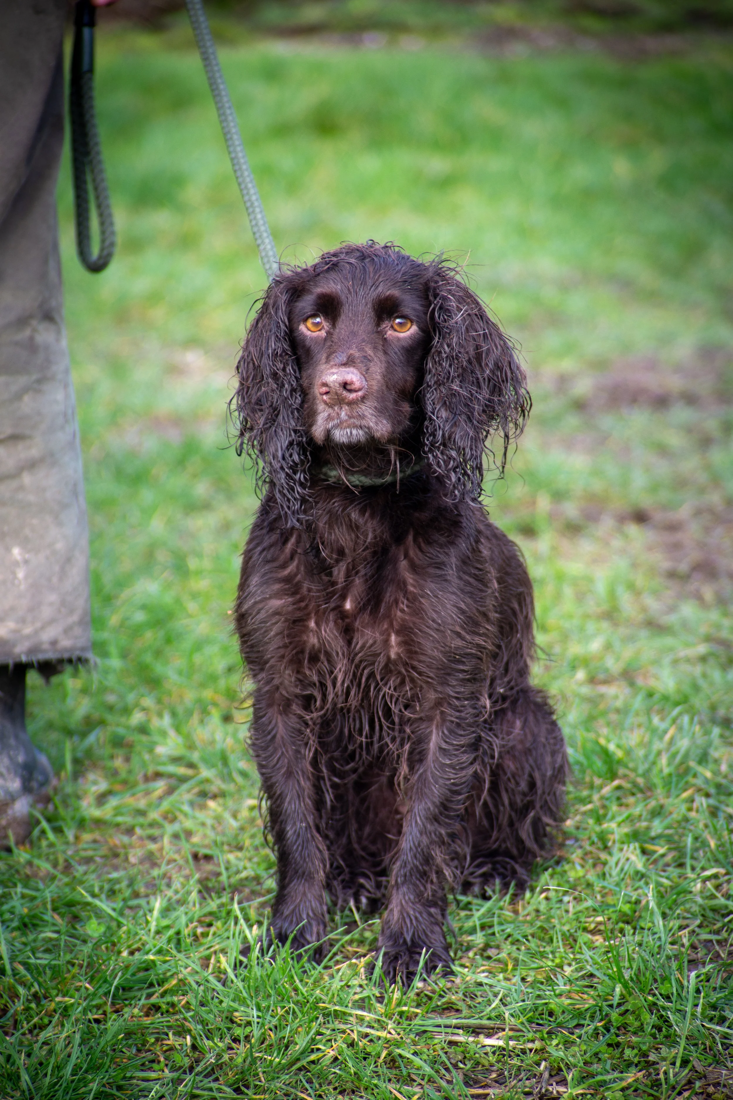 A brown, long-haired dog with droopy ears sitting on grass, looking directly at the camera. Part of a person’s pant leg and leash are visible on the left side of the image.