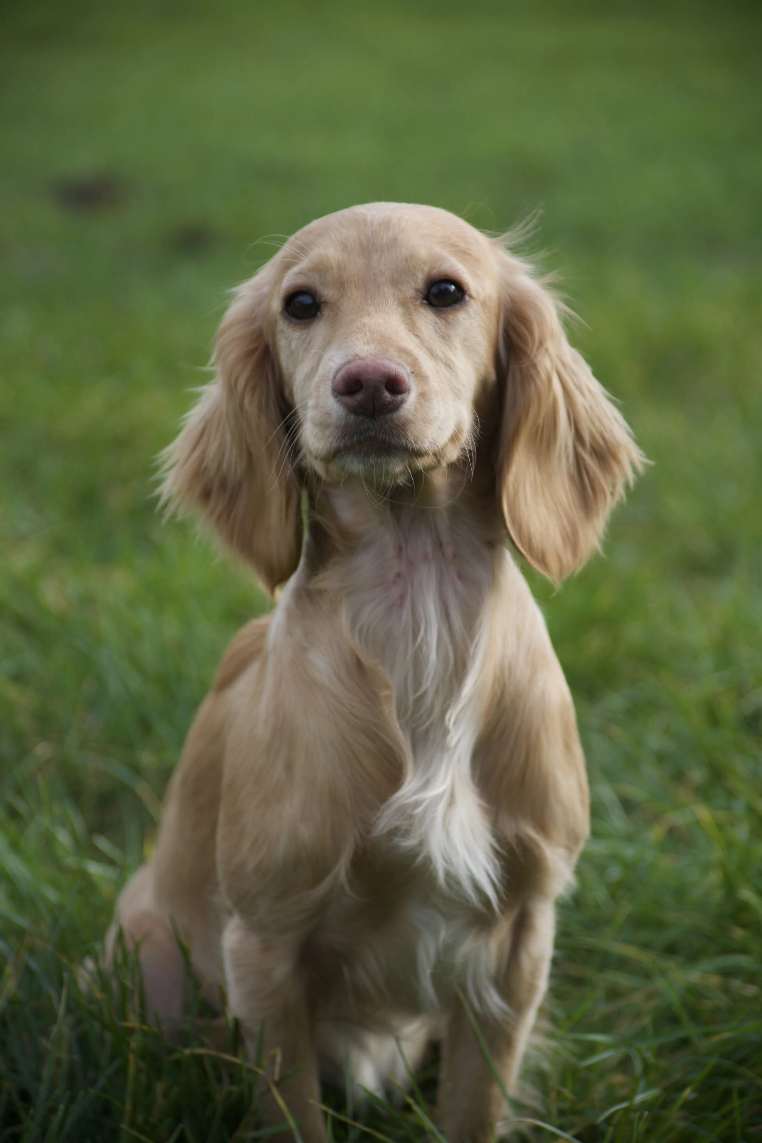 A tan puppy with long ears sitting on a grassy field.