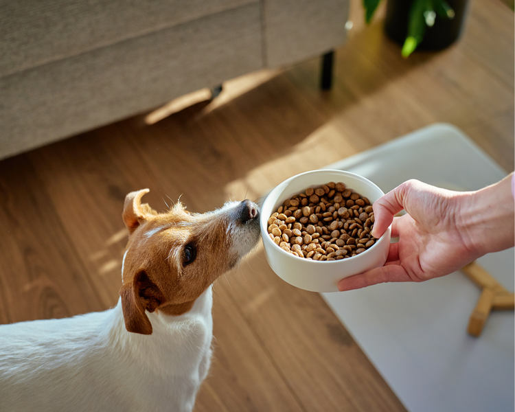 A small terrier eagerly approaching a bowl of food being placed down at home.