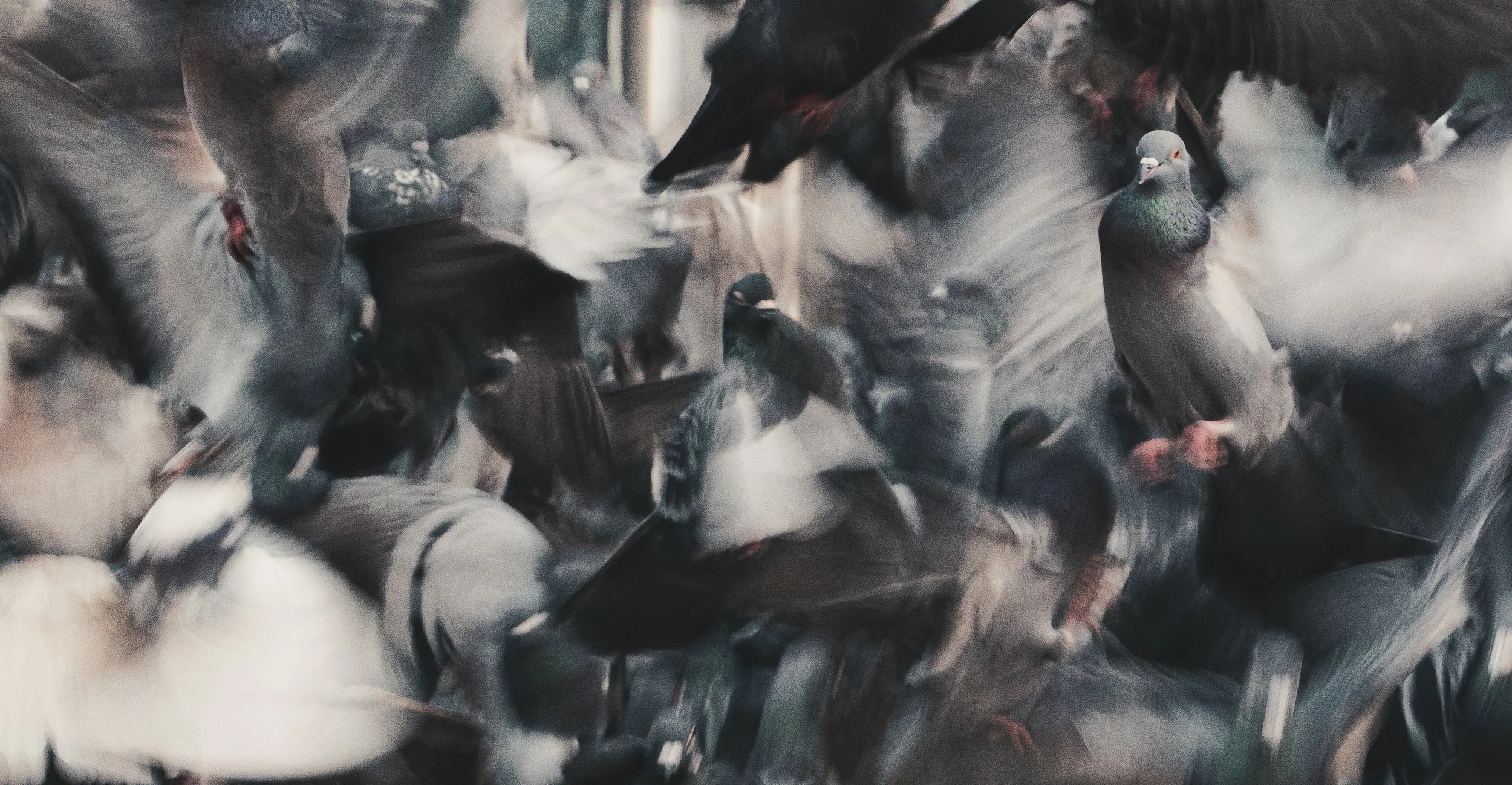 A group of pigeons gathered closely together, with some in motion, creating a blurred effect.