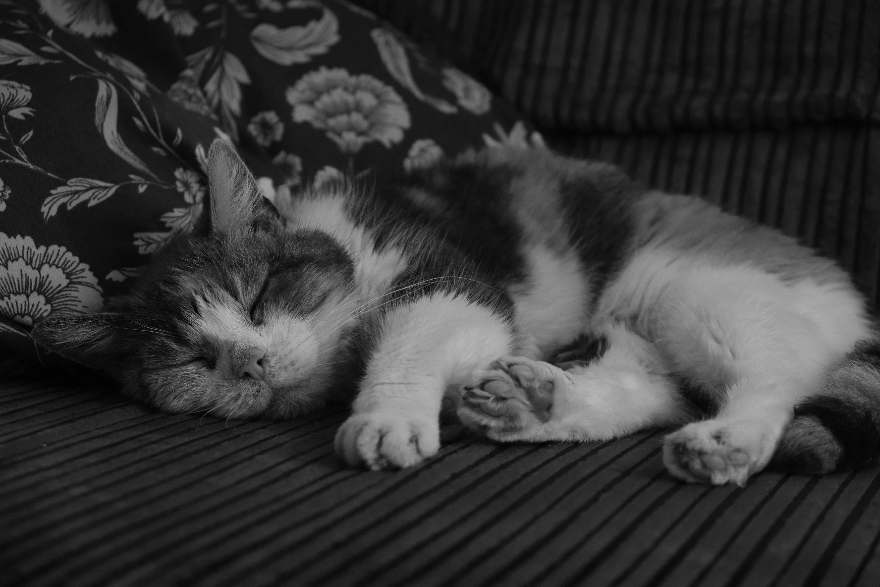 A black and white photo of a cat sleeping on a striped surface, with a floral patterned pillow in the background.