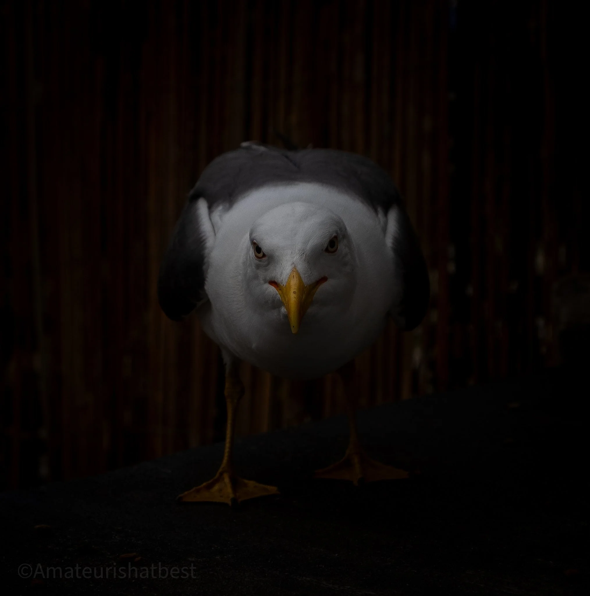 A realistic painted sculpture of a bird, possibly an eagle or hawk, facing forward against a dark, wooden background.