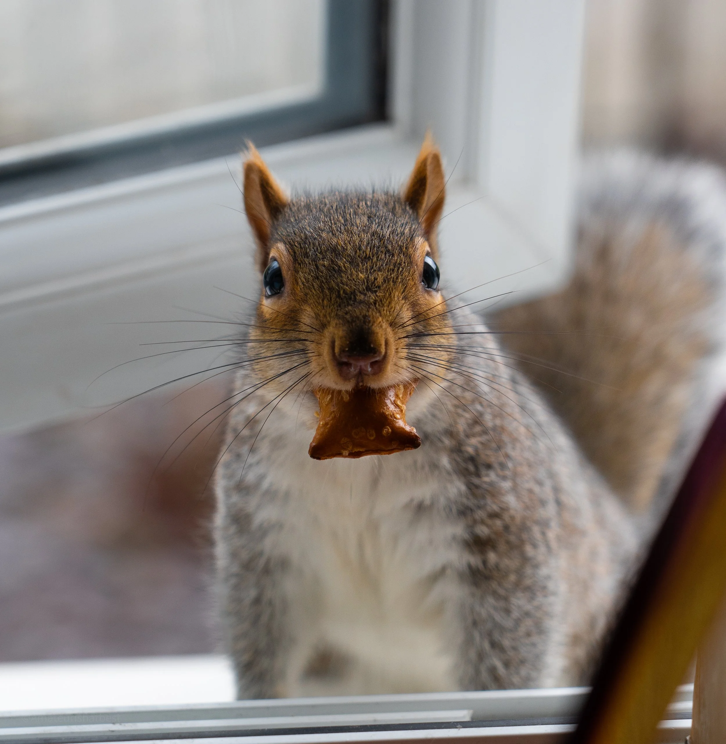 Close-up of a squirrel peeking through a window, with its face and ears visible, looking inward.