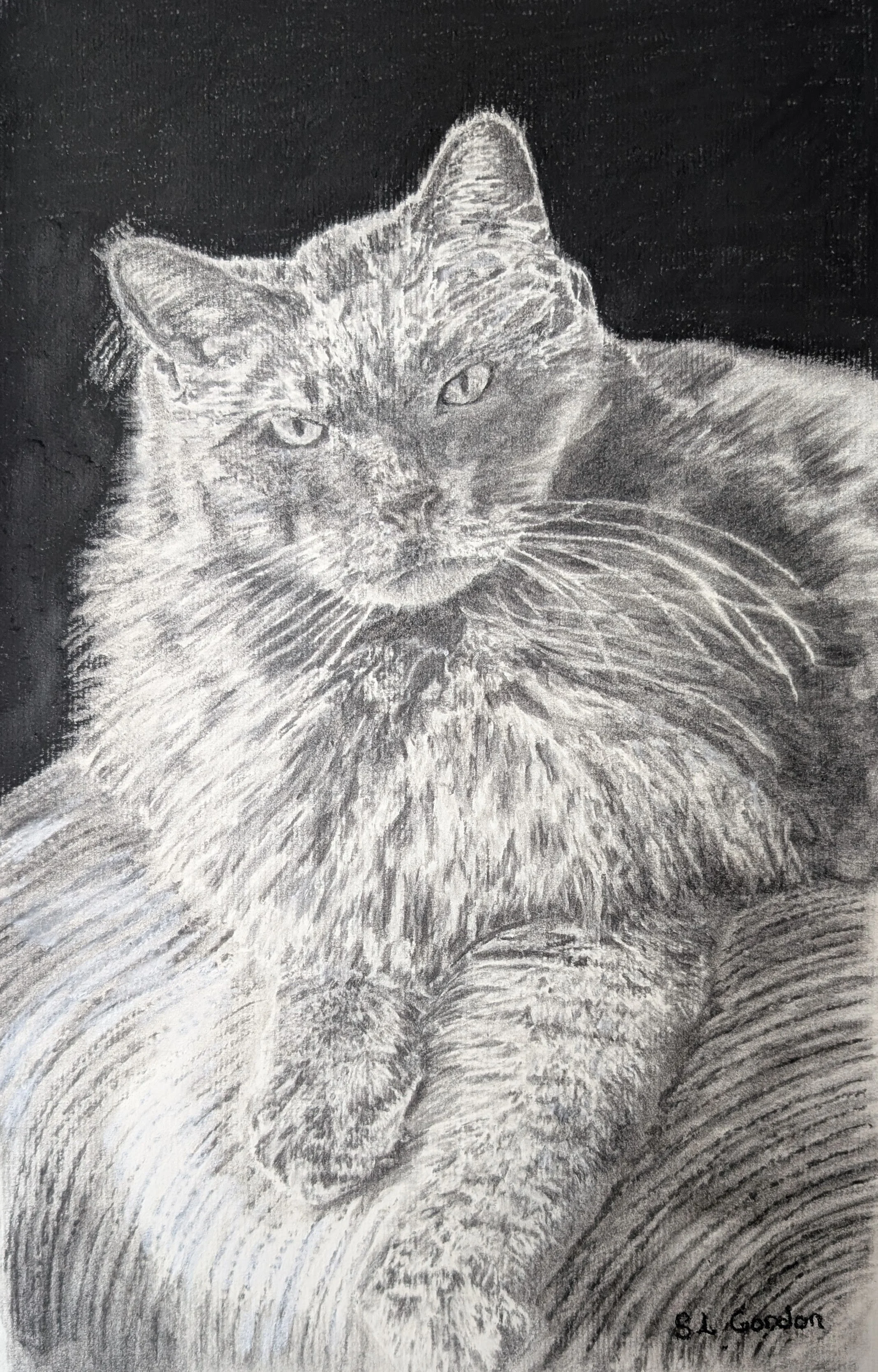 Animal Portraits