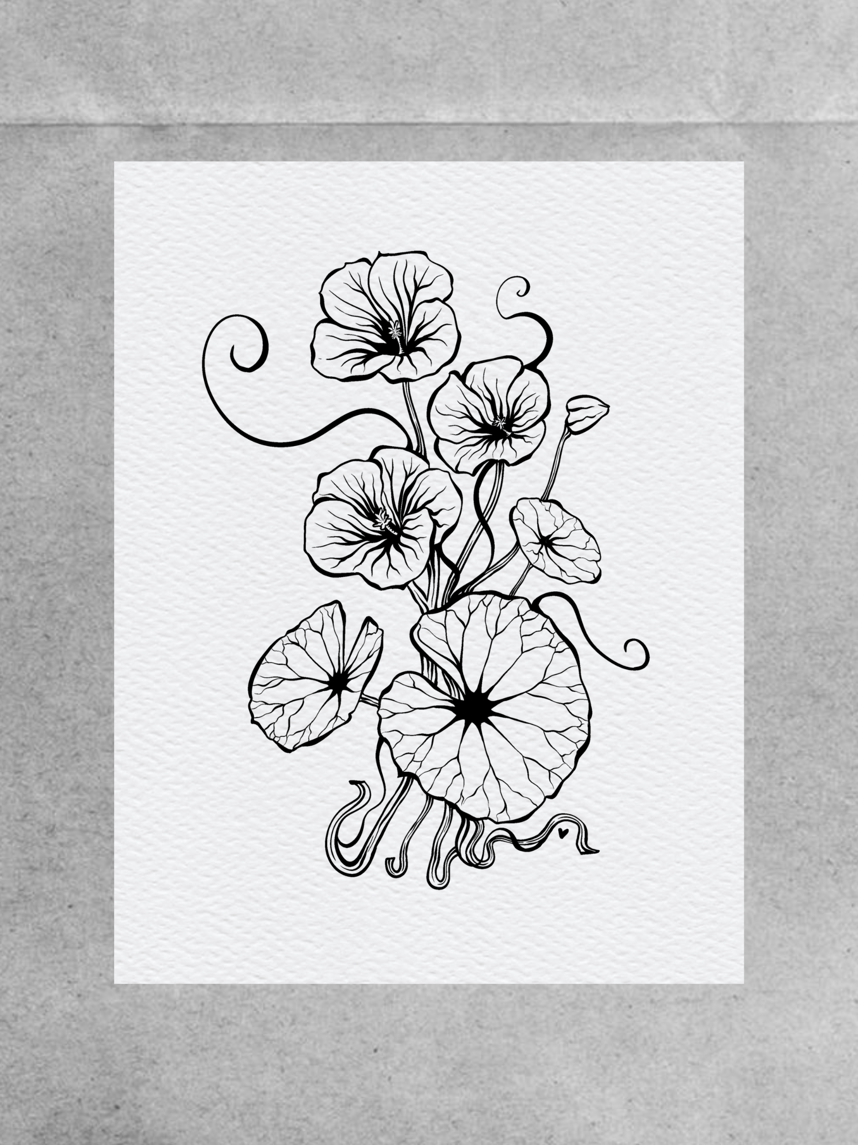 Nasturtium