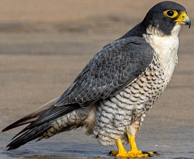 A peregrine falcon with dark gray back, white underbelly with black markings, yellow legs, and yellow around its eyes, standing on a sandy surface.