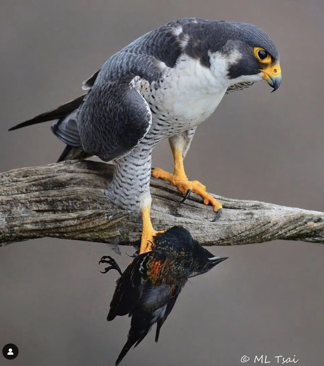 A peregrine falcon perched on a tree branch with its prey, a smaller bird, hanging upside down from its talon.