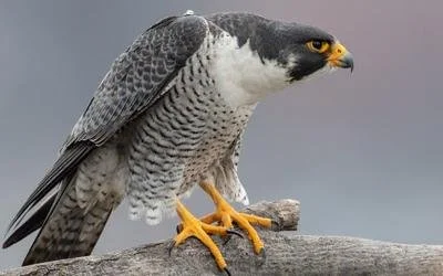 Close-up of a peregrine falcon perched on a wooden branch against a gray sky.