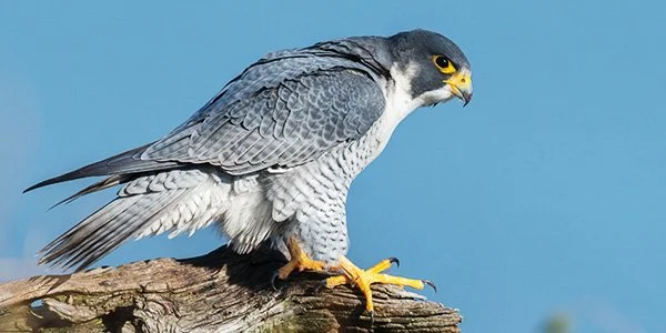 A peregrine falcon perched on a tree branch against a blue sky background.