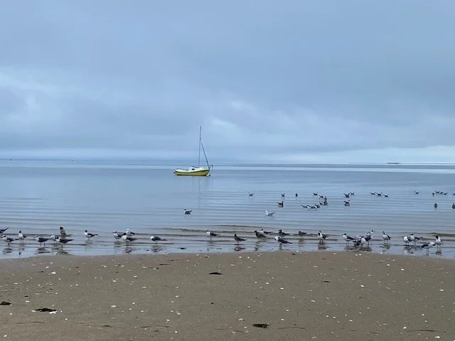 Seagulls standing on the sandy beach and floating on the calm water near a sailboat under a cloudy sky.