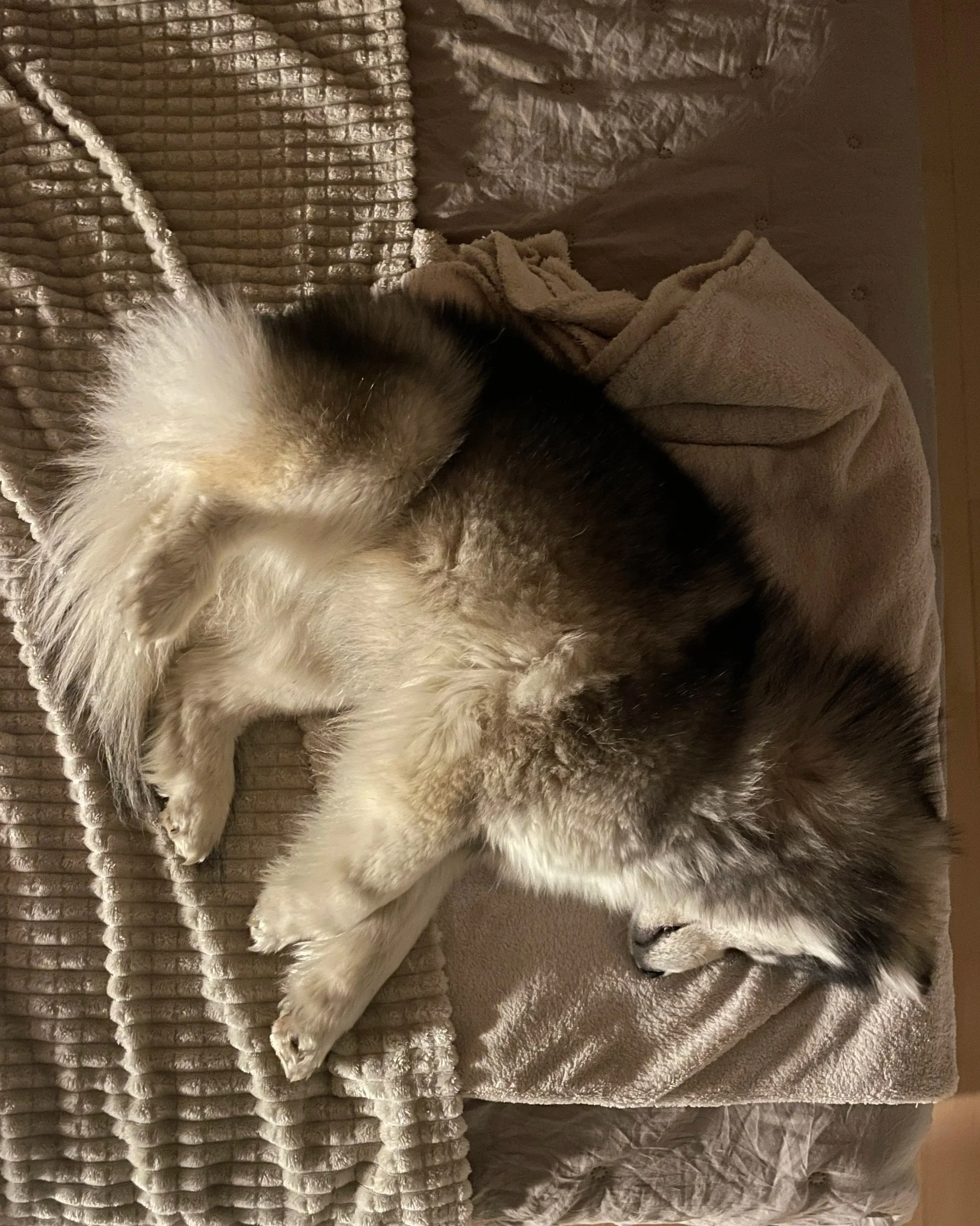 Cosa sognano i Pomsky?