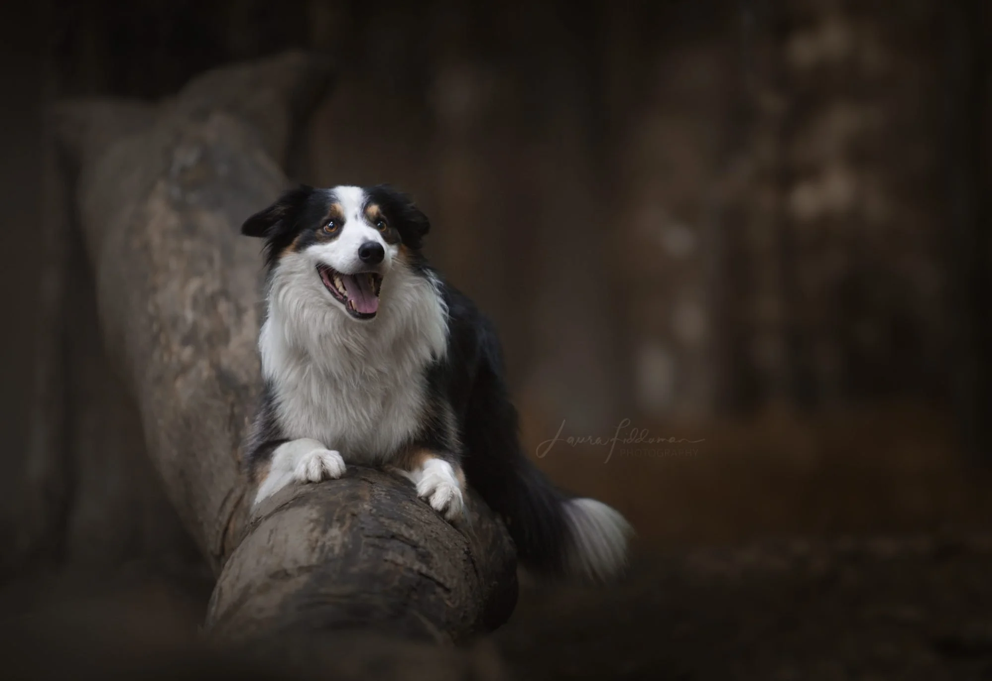 A happy Australian Shepherd dog with a black, white, and tan coat, sitting on a large log in a natural, dark forest setting.