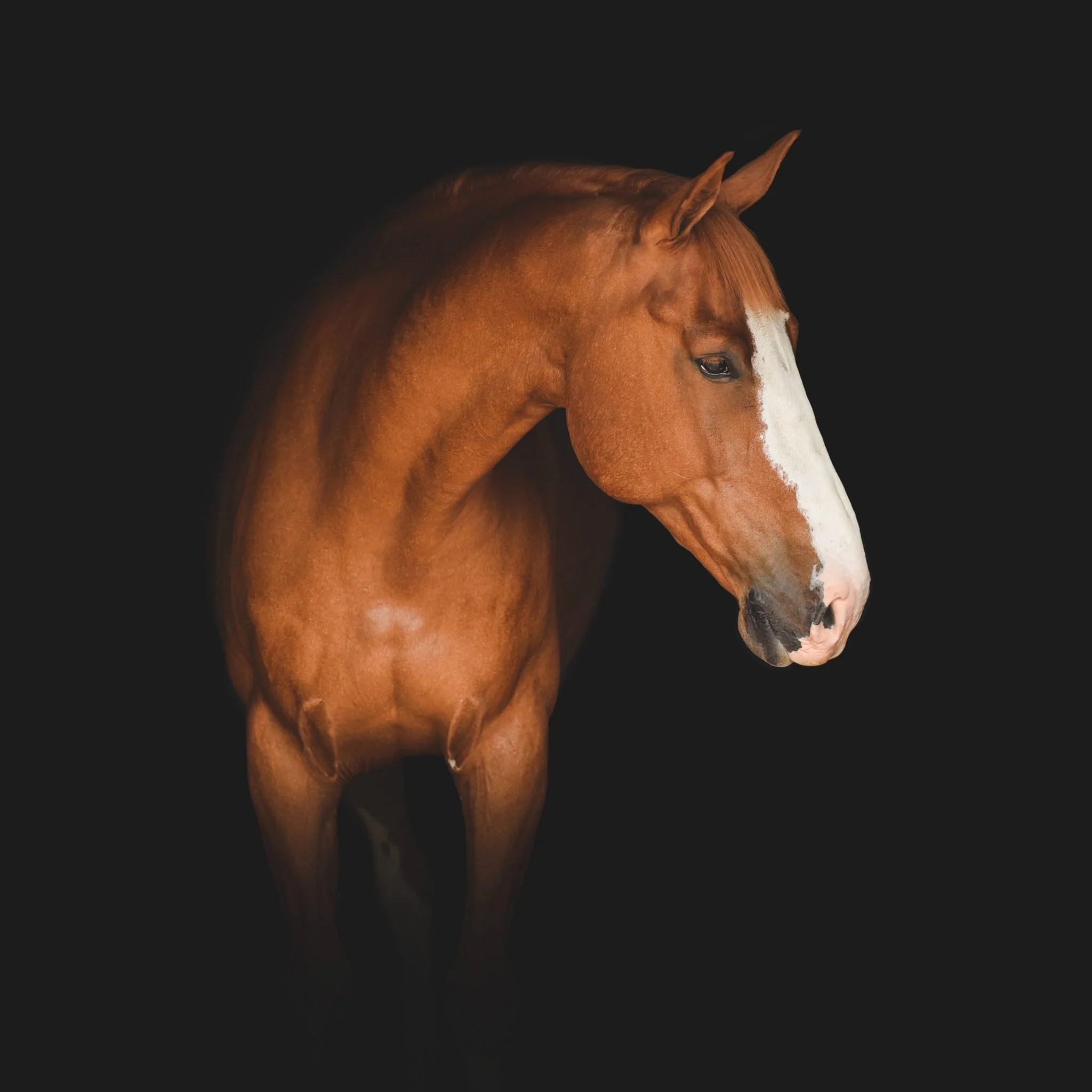 Close-up of a brown horse's head against a dark background.