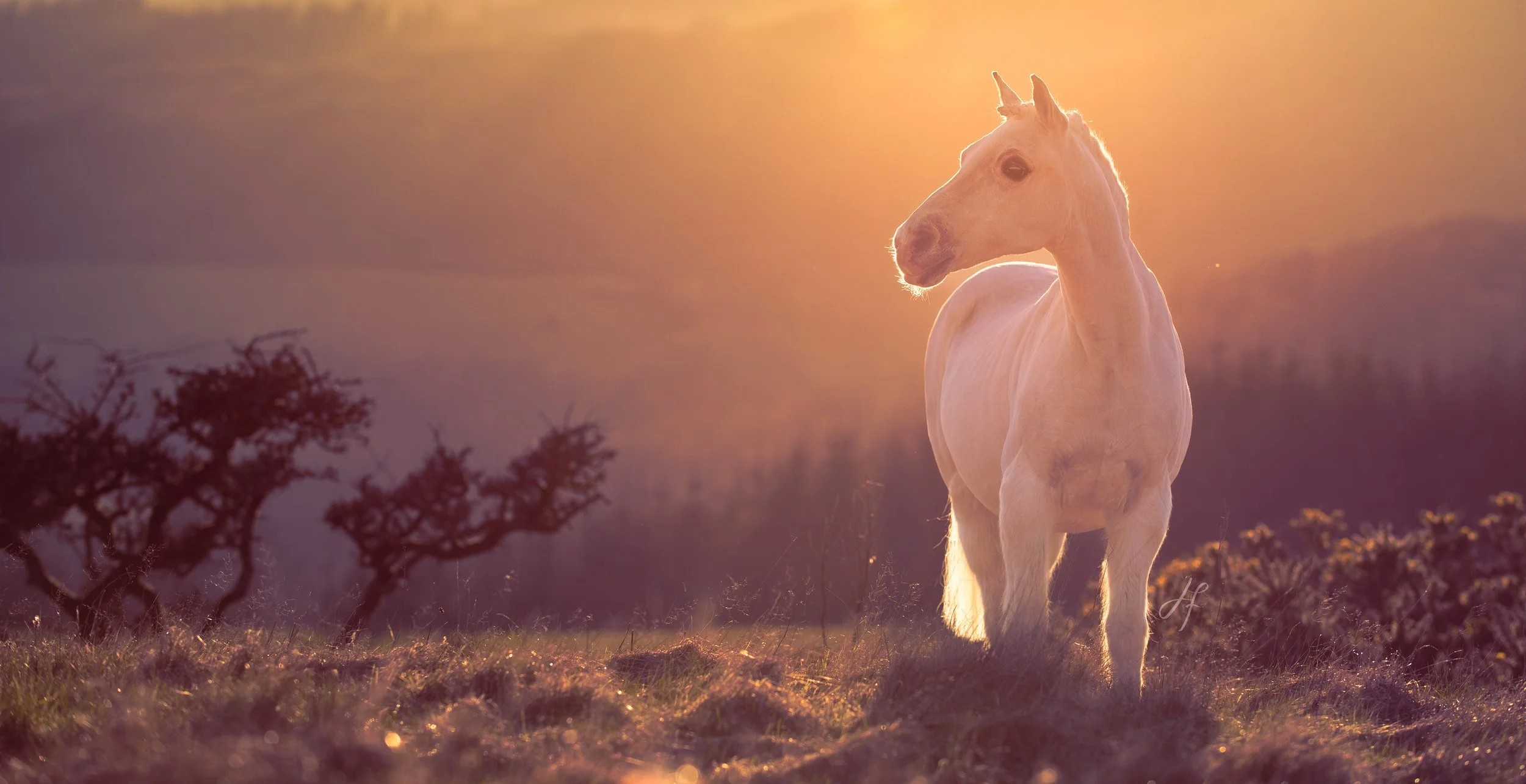 A white horse standing in a grassy field at sunset with trees in the distance.