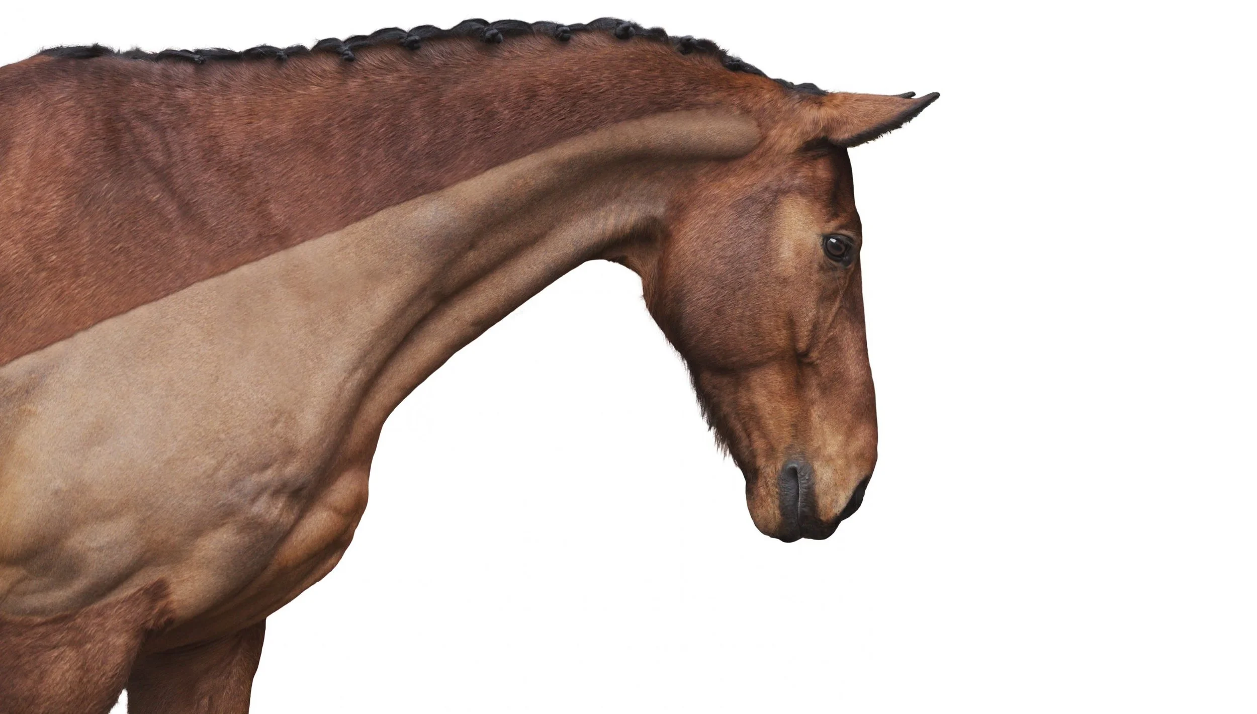 bay horse on white background