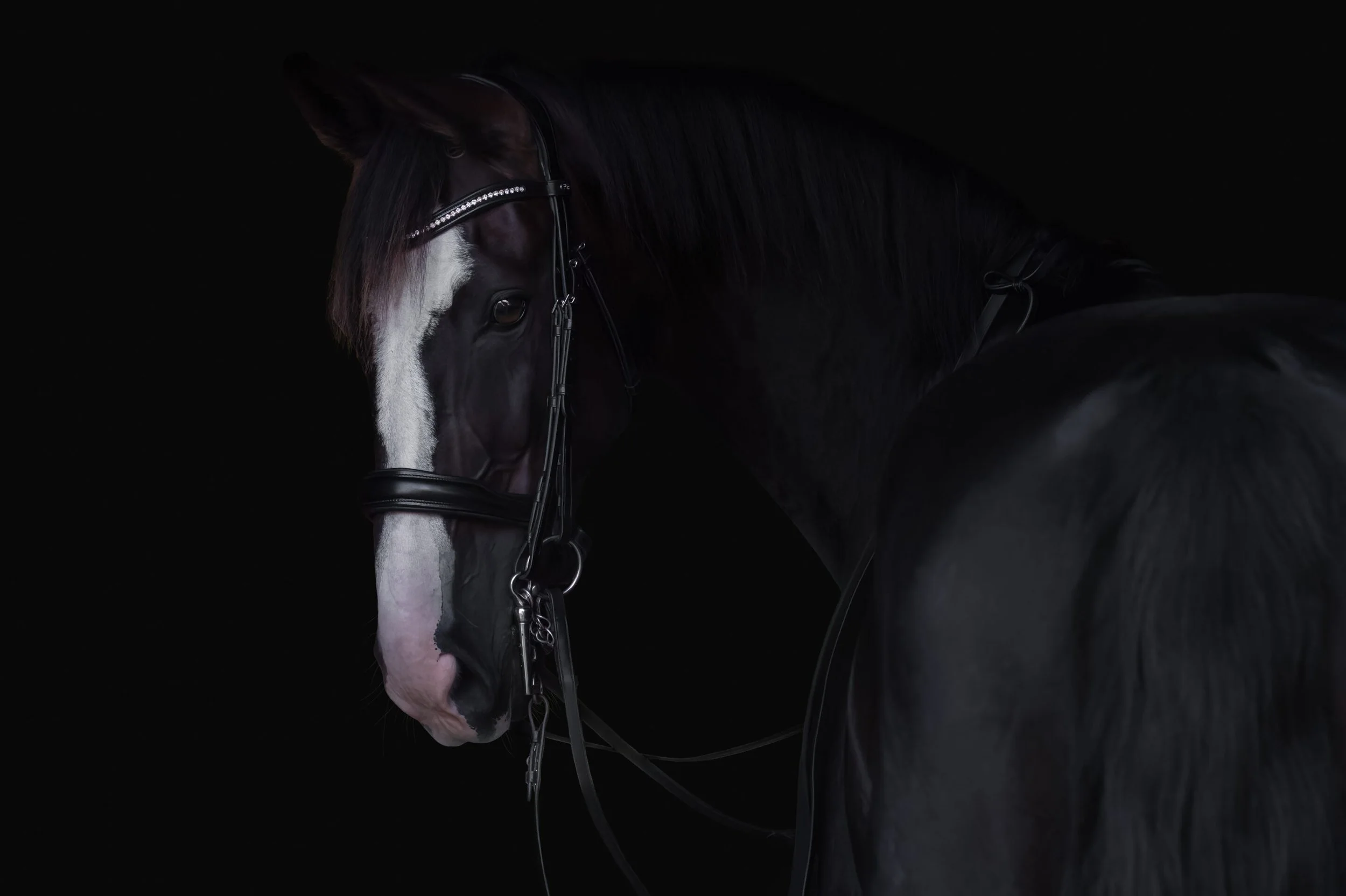 Close-up of a black horse with a white stripe on its face, wearing a bridle with rhinestones against a black background.