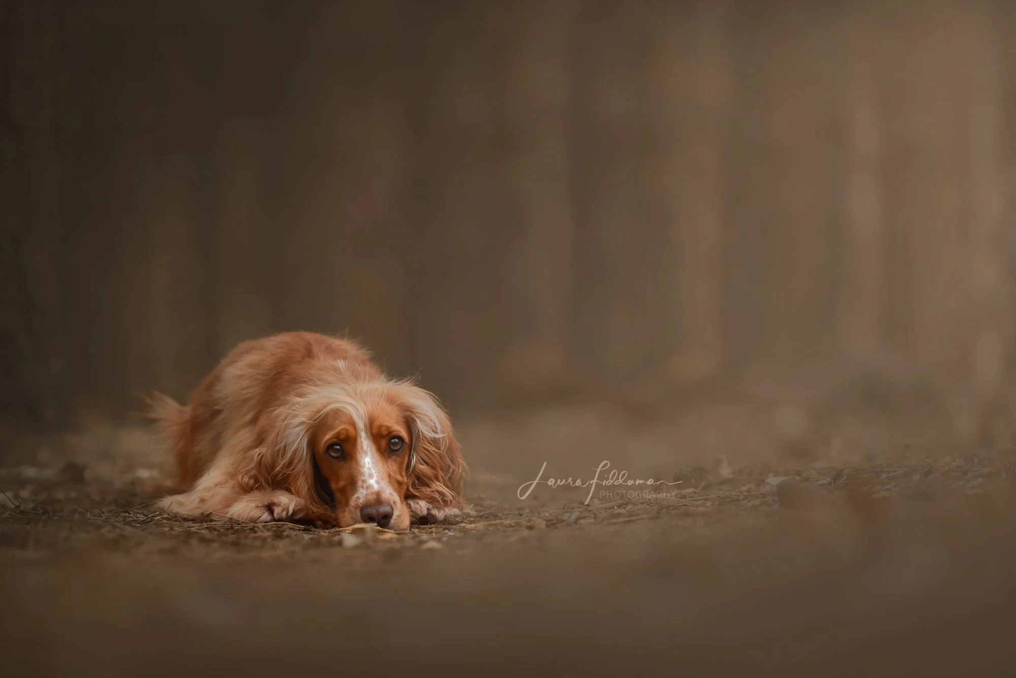 A brown and white dog with long ears lying on the ground, looking up with a gentle expression.