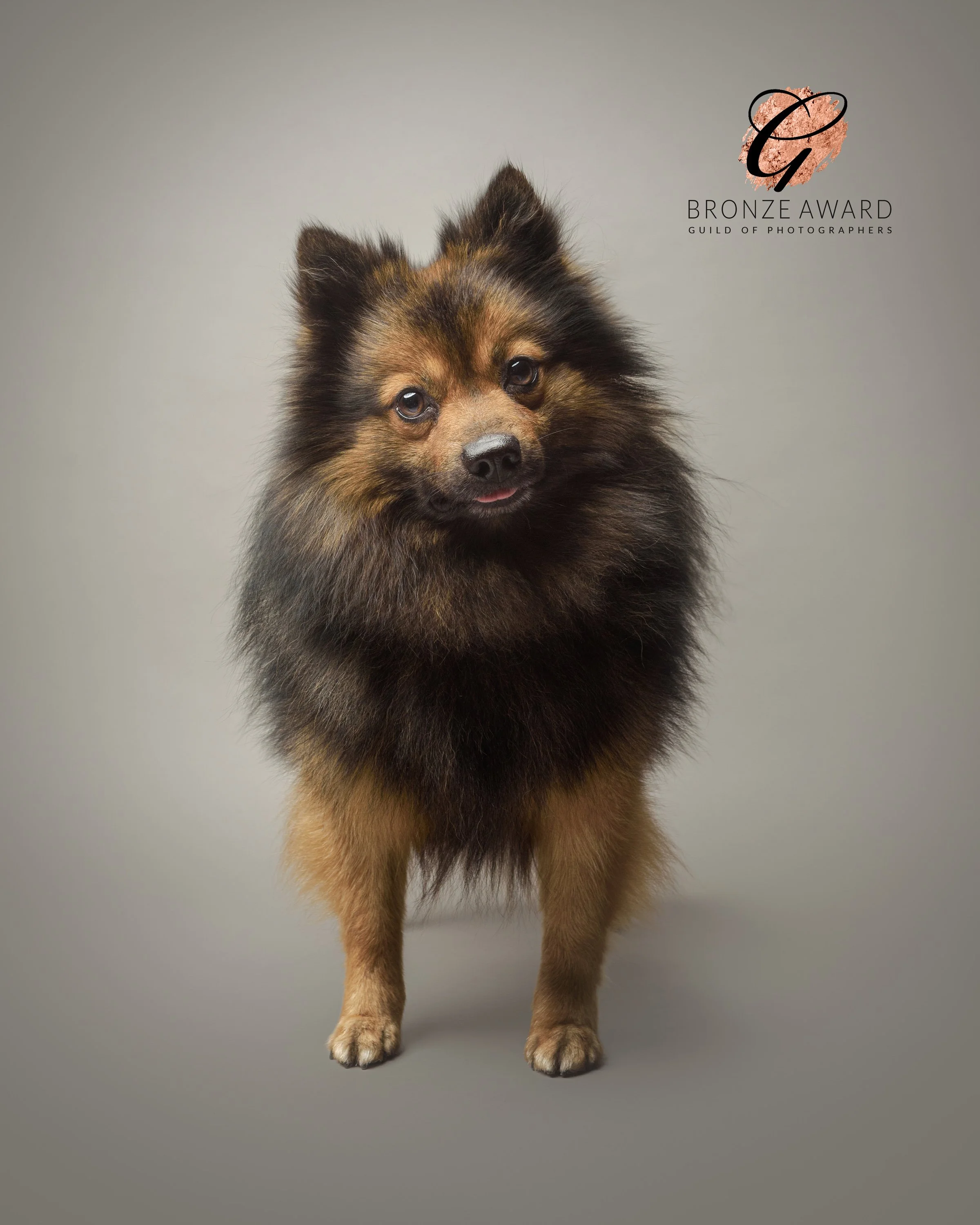 A fluffy dog with brown, black, and tan fur standing on a plain grey background. Its tongue slightly sticking out, with a cute expression. On the upper right, there is a logo with a pink brush stroke background, a black cursive 'G', and text that reads 'Bronze Award Guild of Photographers'.