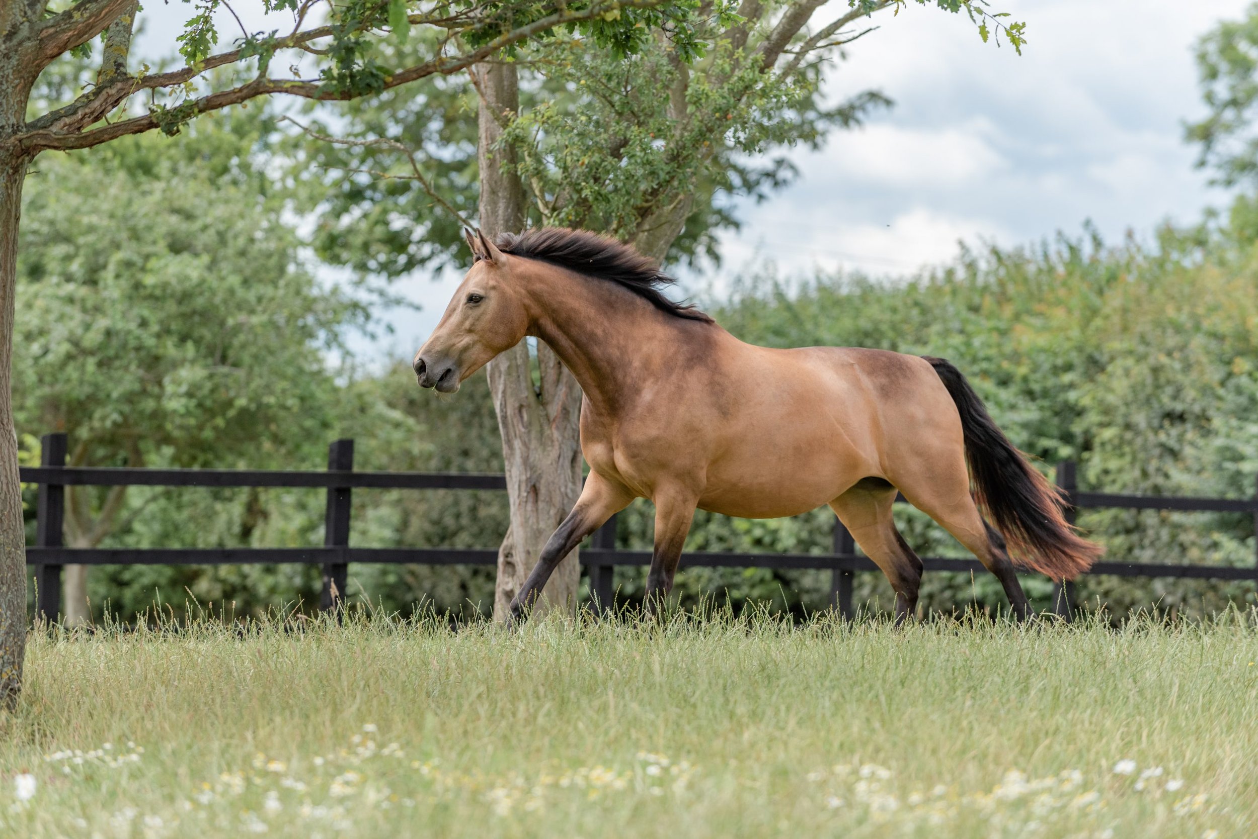 A dun horse with a dark mane running in a grassy field with trees and a black fence in the background.